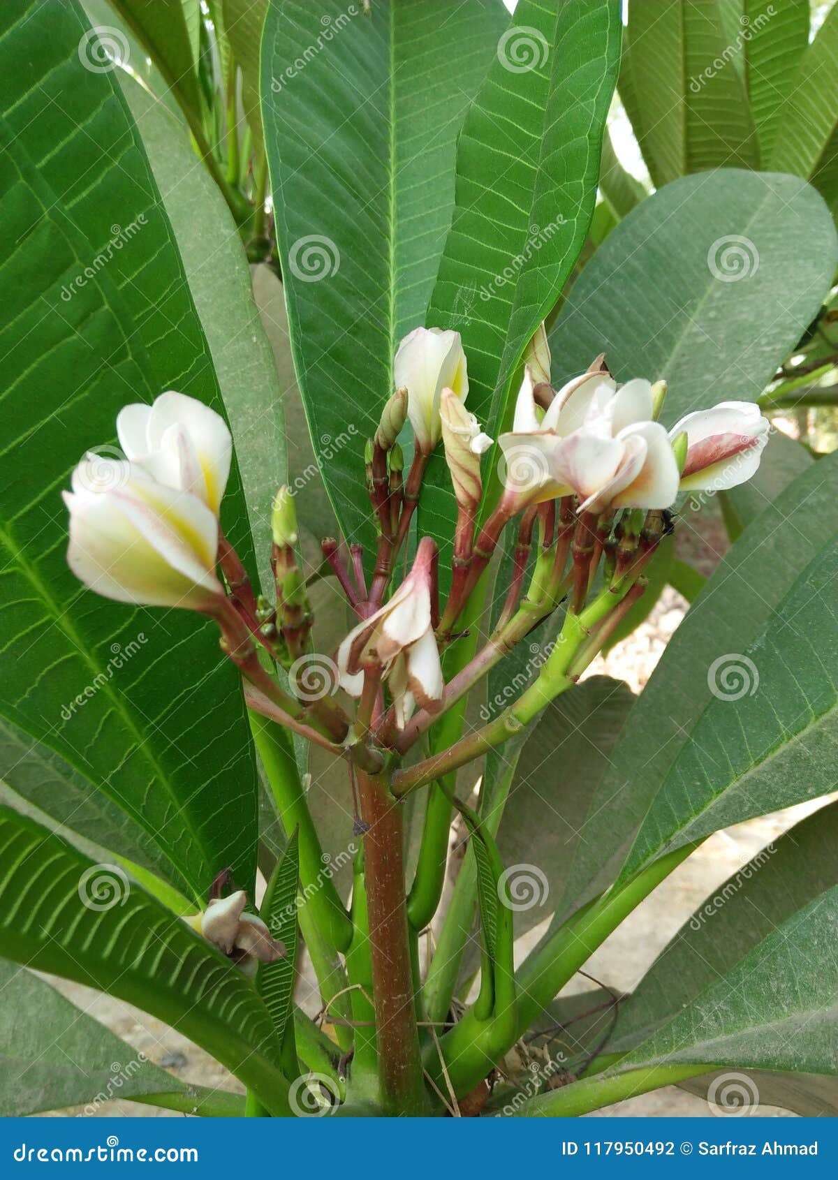 Frangipani plumeria rubra. Der Garten mit einem halbtropischen Aussehen, der normalerweise eine Höhe von etwa 4 Meter erreicht, aber mit einem großen Alter sie in der Lage zu wachsen scheinen, 8 10 Meter Plumeria gehören zur Familie apocynaceae Der Frangipani Baum hat eine charakteristische Domkanopie, die sich wie Miniaturschirme aus schlanken Knospen, die exkursiven wachsartigen Blumen beginnt im Frühsommer und stark perfummiert