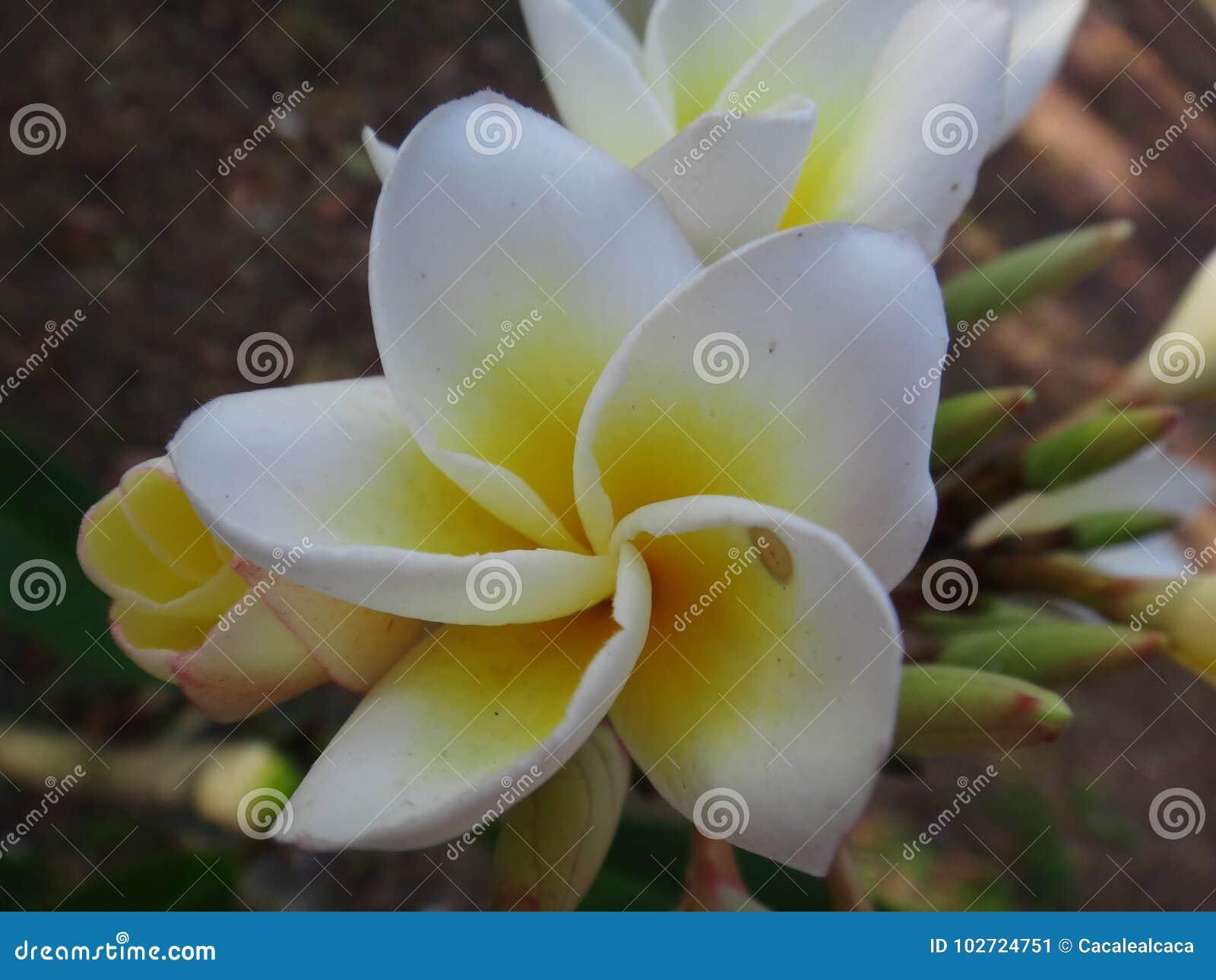 frangipani - white and yellow flower