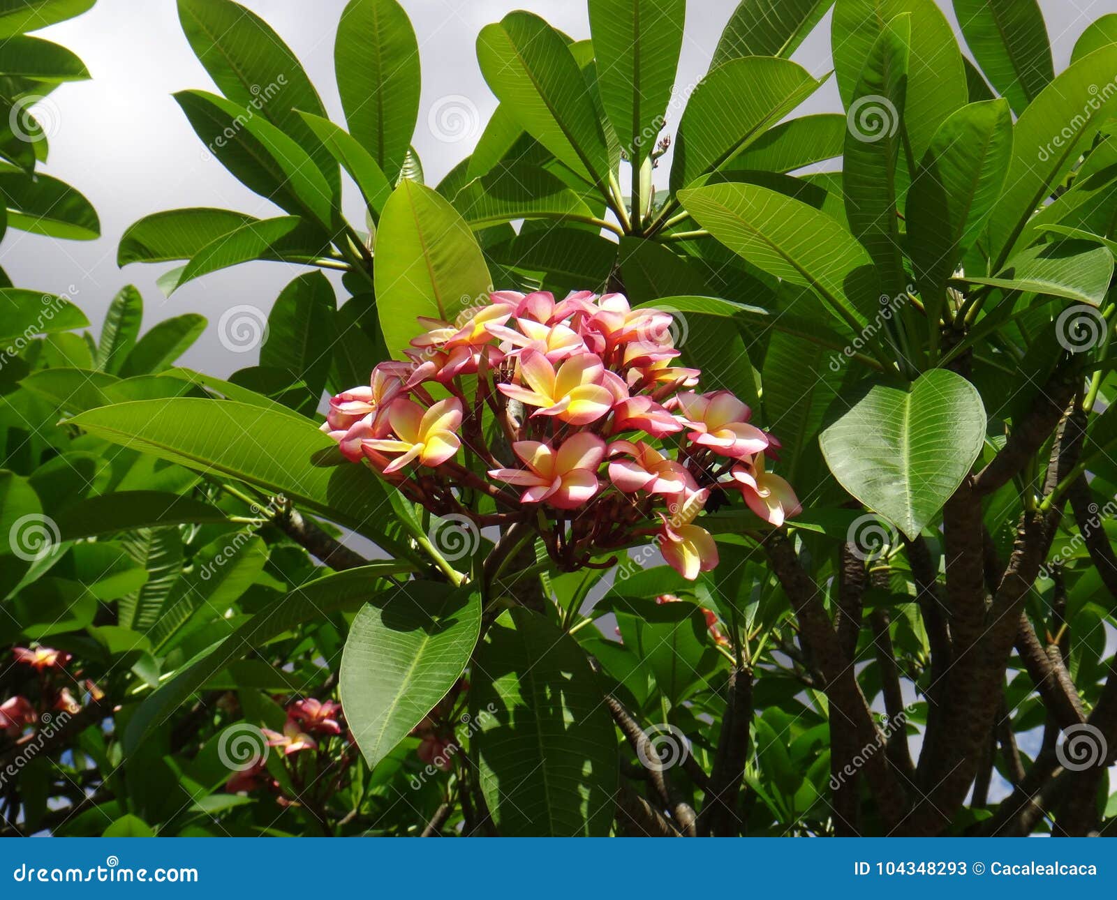 frangipani on sky background - plumeria rubra tricolour