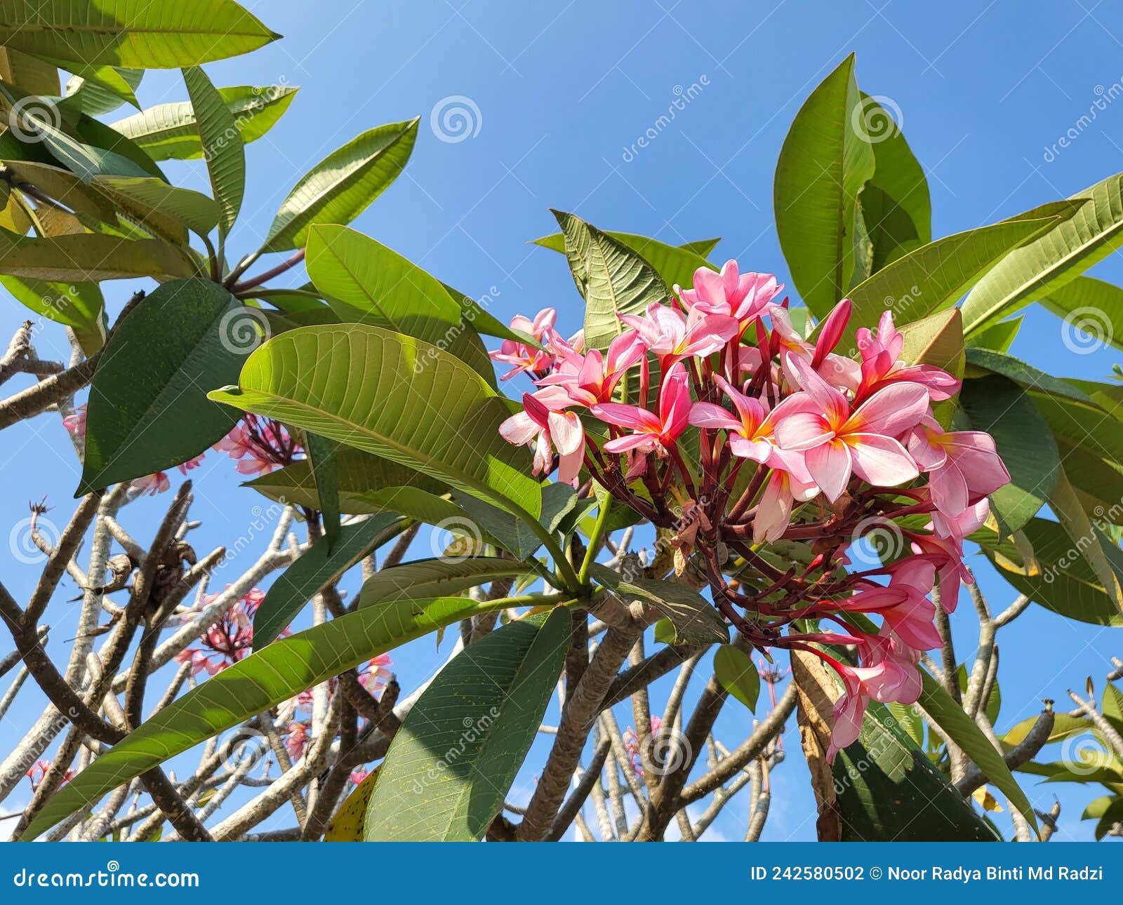 Frangipani Tree Branches in Bloom Against Blue Sky. Stock Photo Image