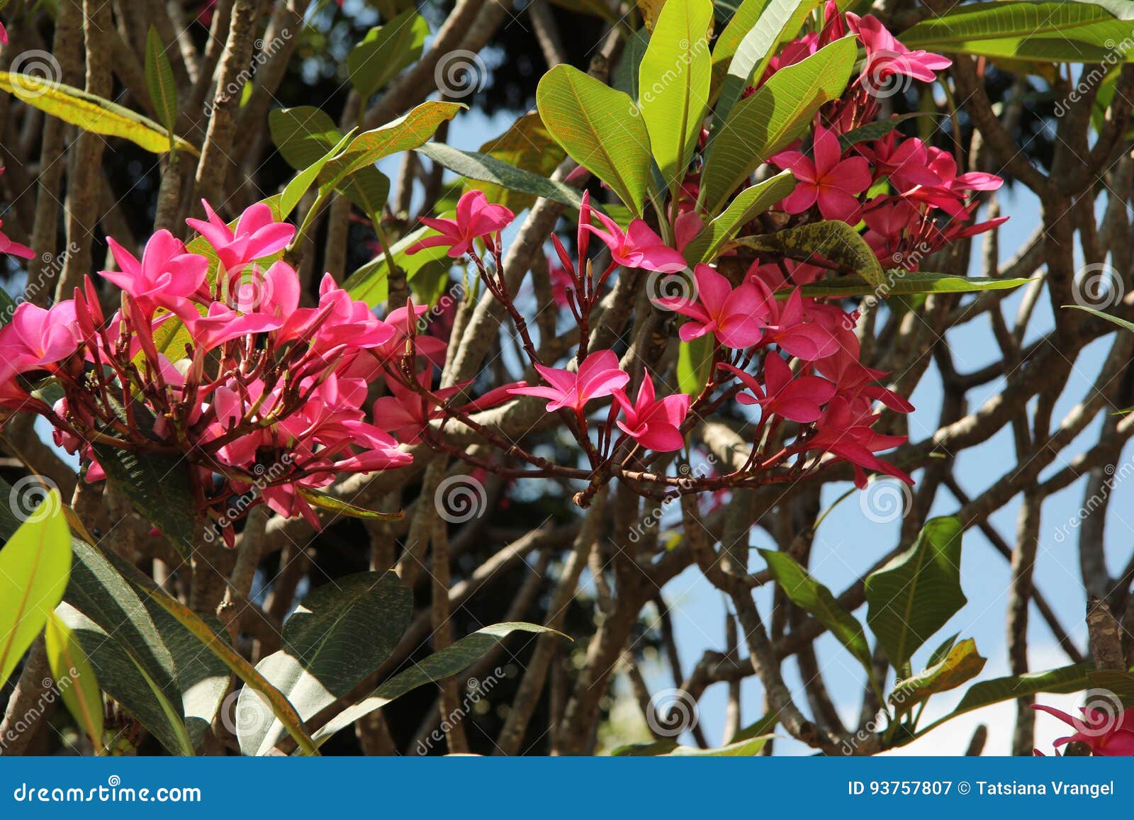 Frangipani on a tree stock image. Image of people, biology 93757807
