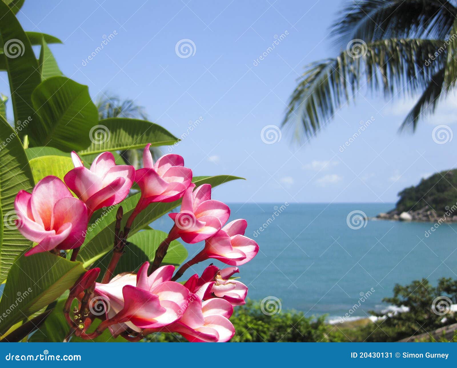 Tropical Flowers On Beach