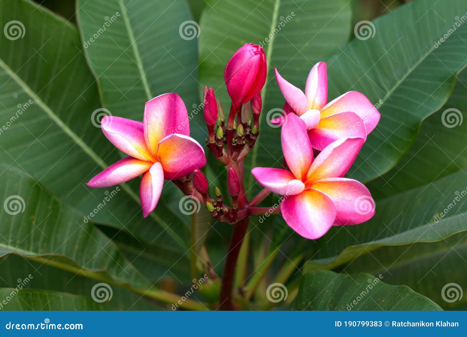 frangipani tropical spa flower. plumeria flower on plant