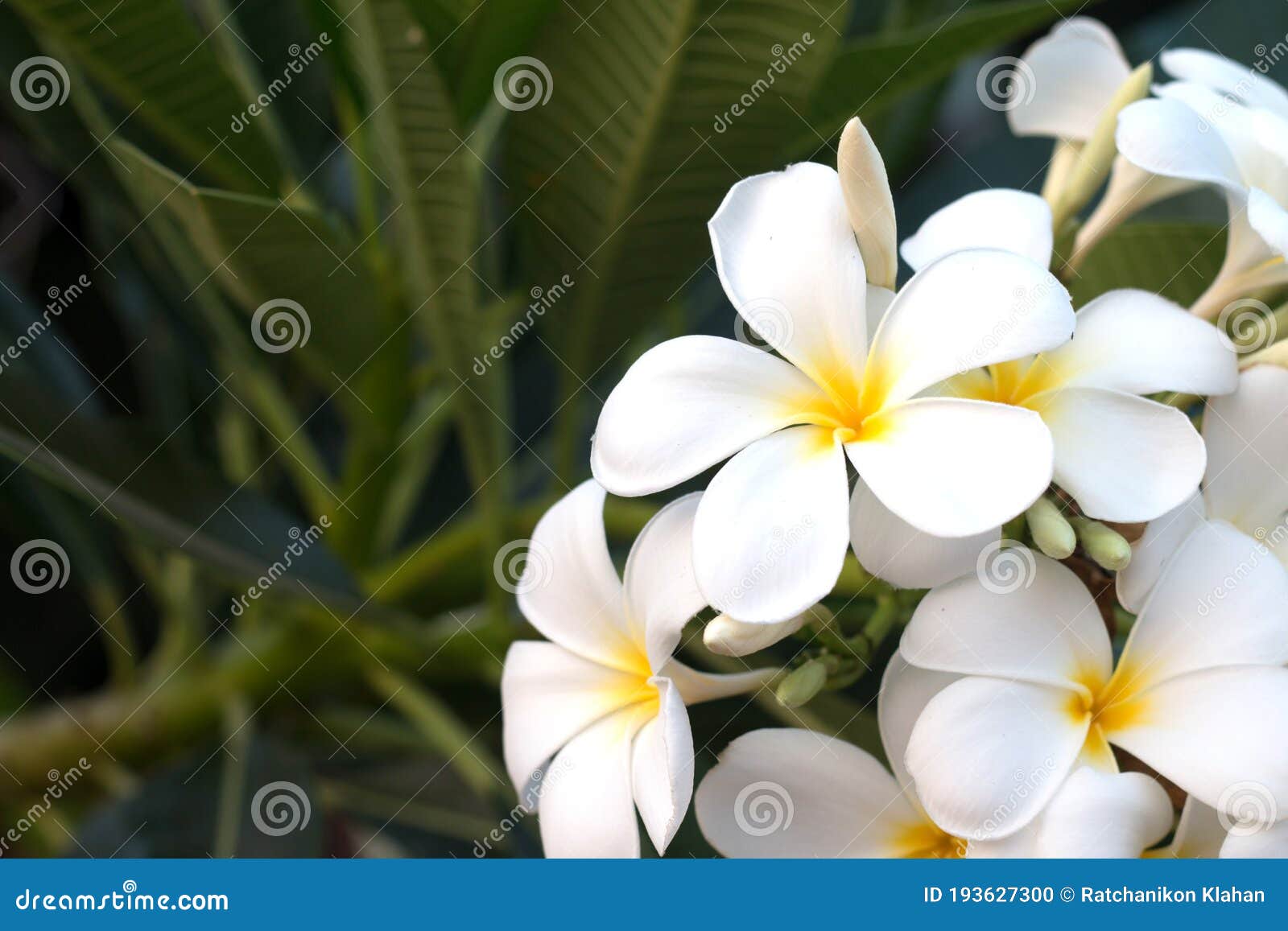 frangipani tropical spa flower. plumeria flower on plant