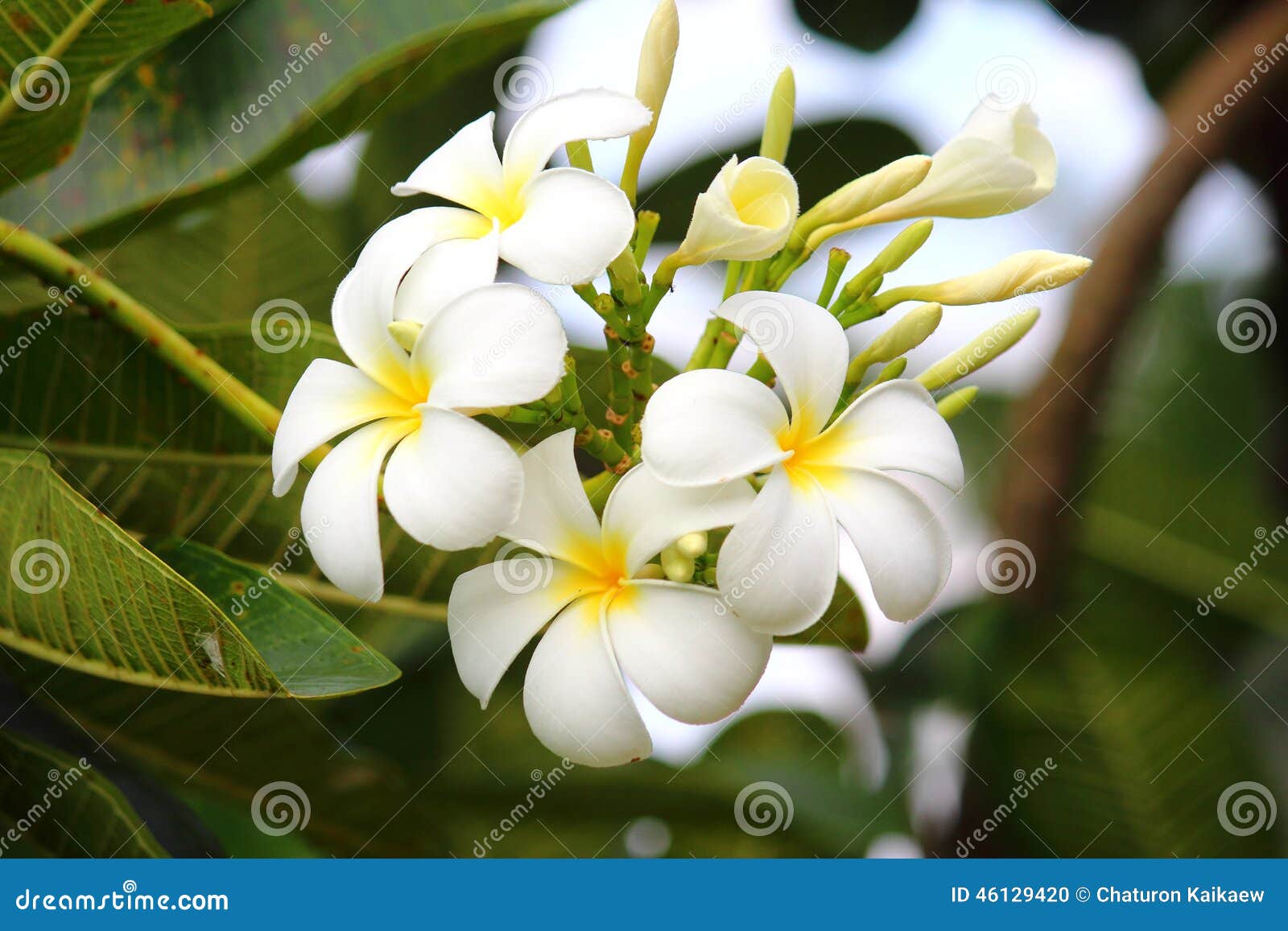 Frangipanis flower stock photo. Image of formal, exoticism 46129420