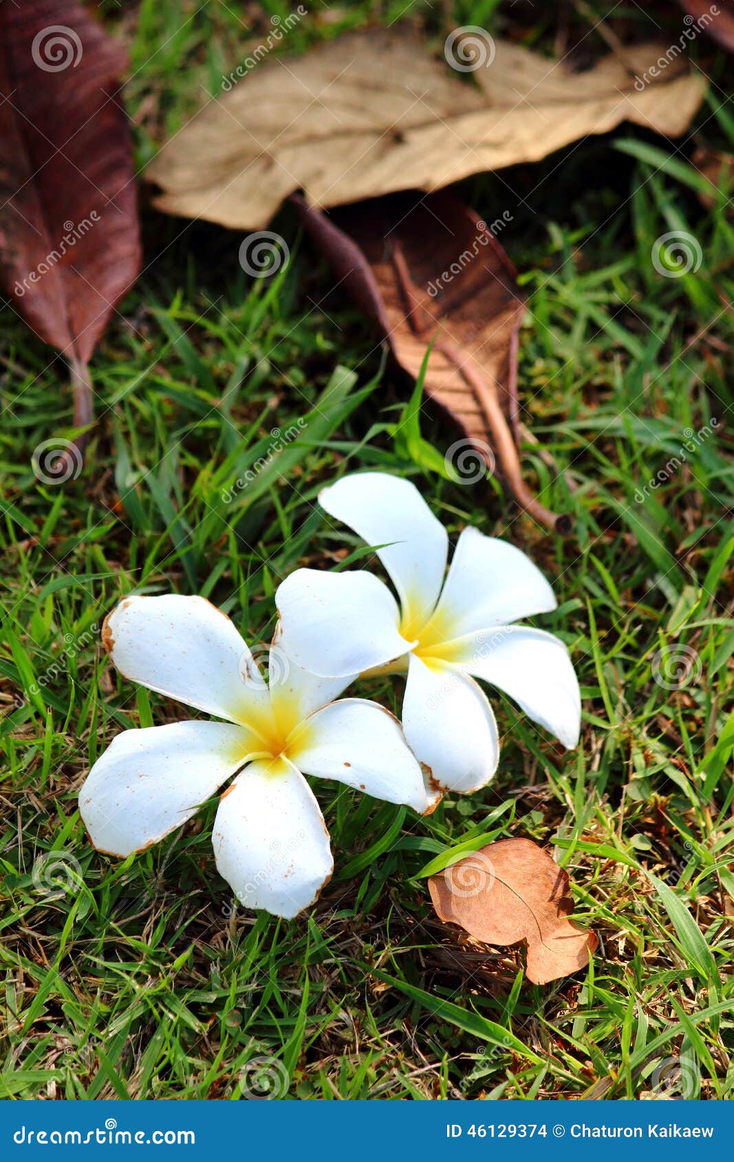 Frangipanis flower stock photo. Image of formal, exoticism 46129374