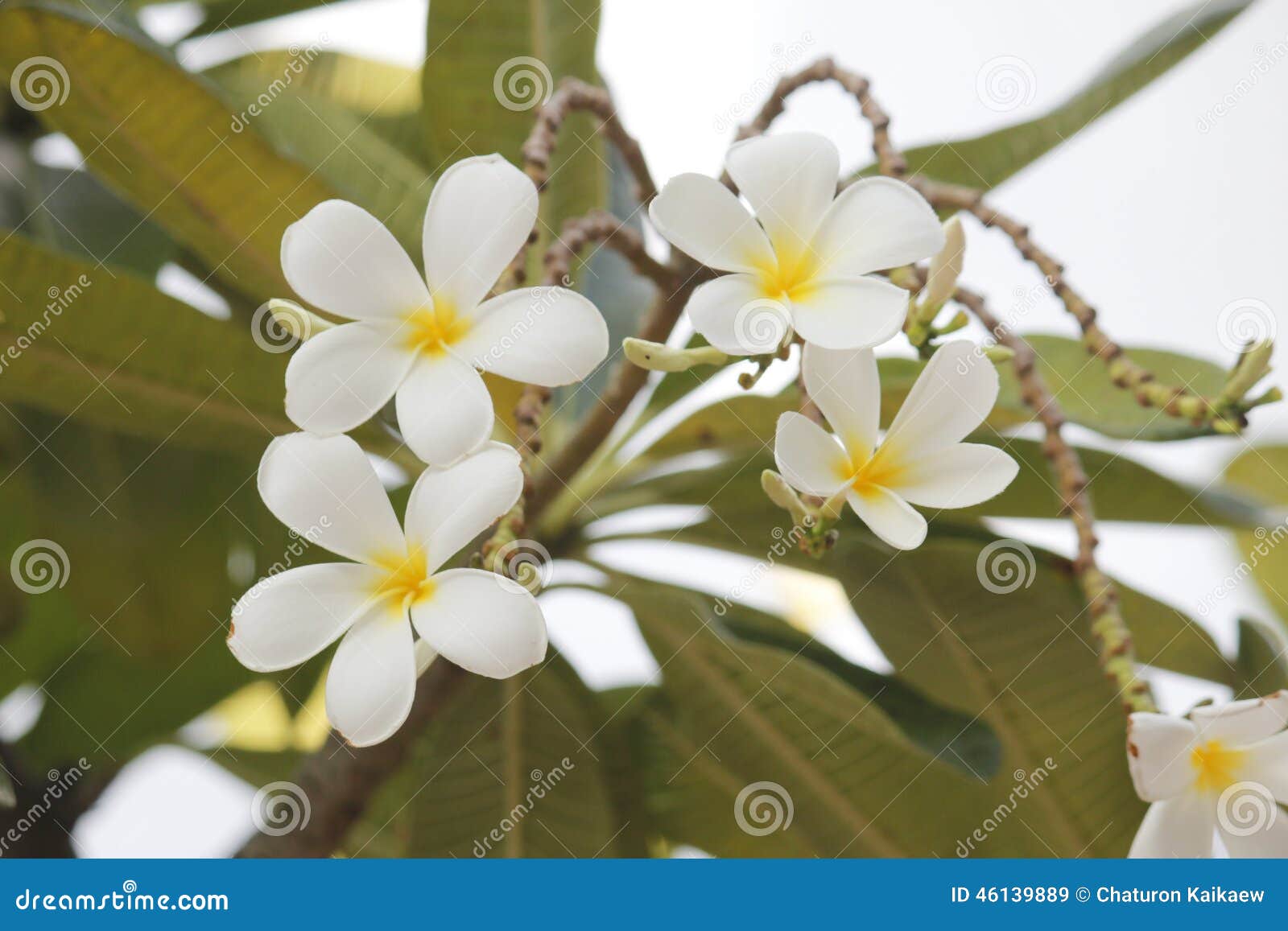 Frangipanis flower stock image. Image of plant, leaf 46139889