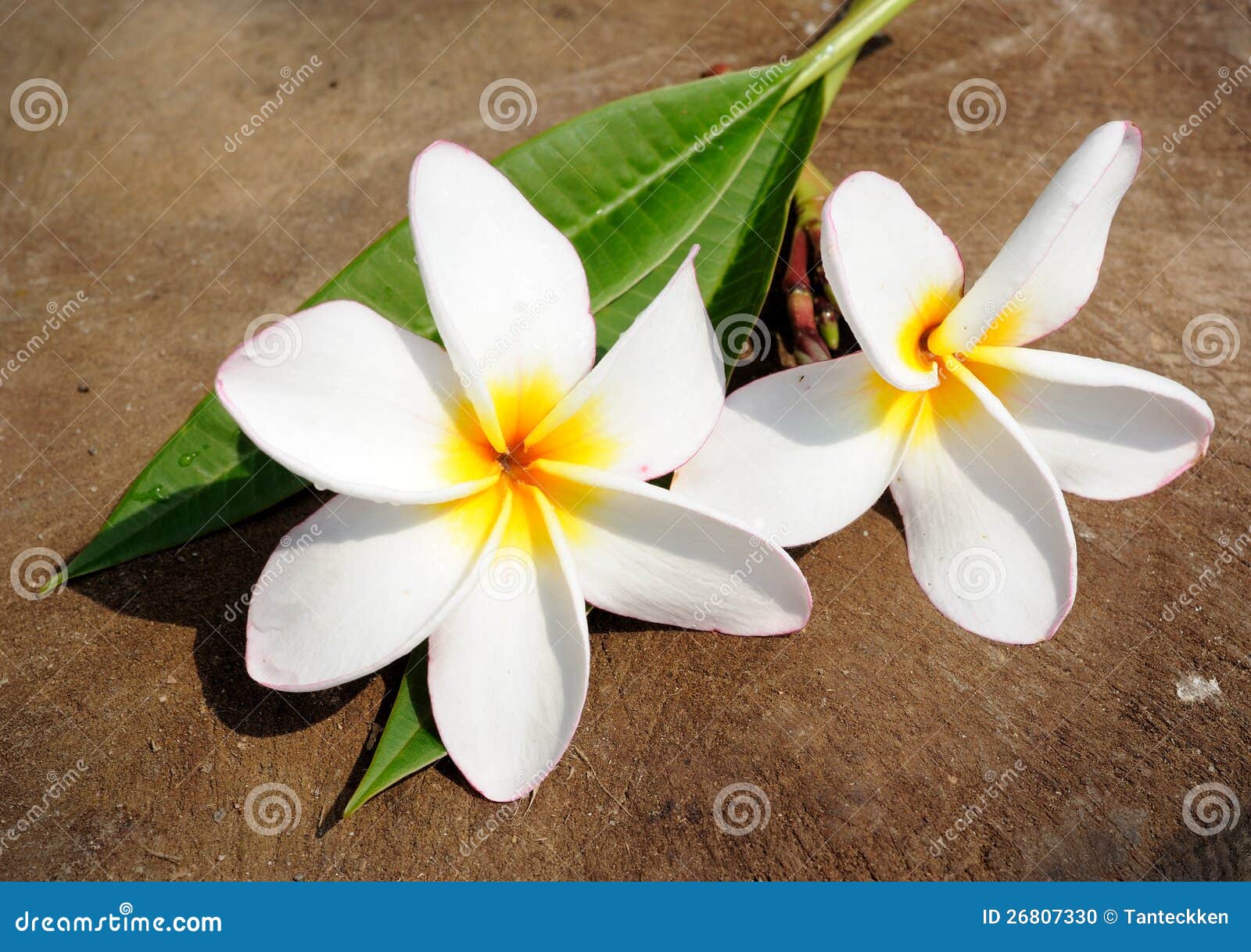 Frangipanis flowers stock photo. Image of pretty, holiday 26807330