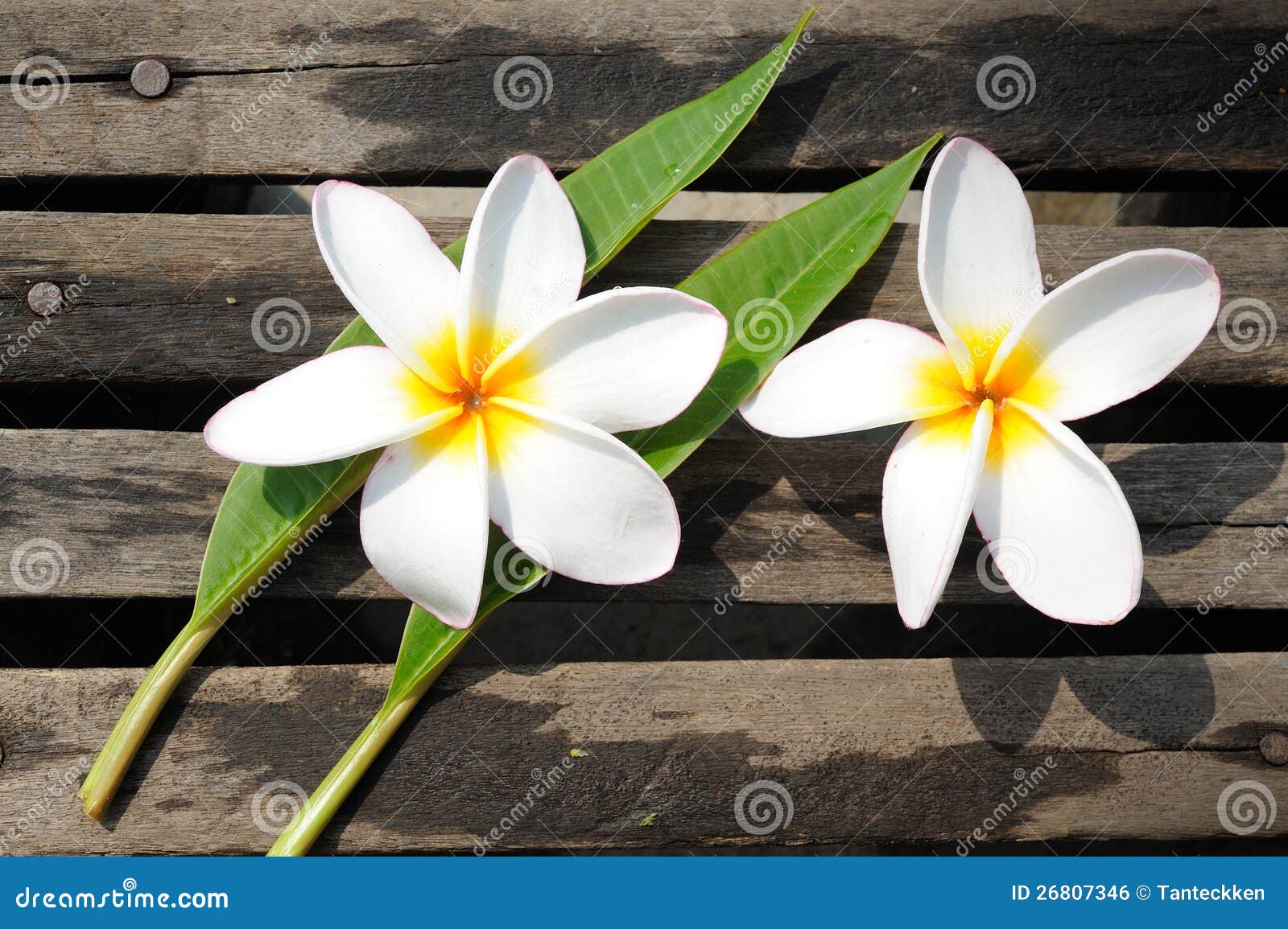 Frangipanis flowers stock photo. Image of bouquet, branch 26807346