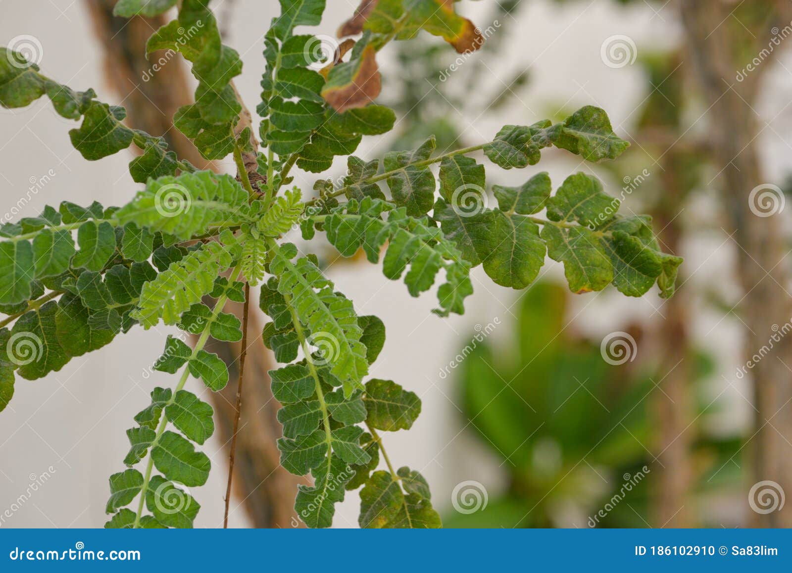 Frankincense Tree Leaves Oman Stock Photo Image of yemen, plant