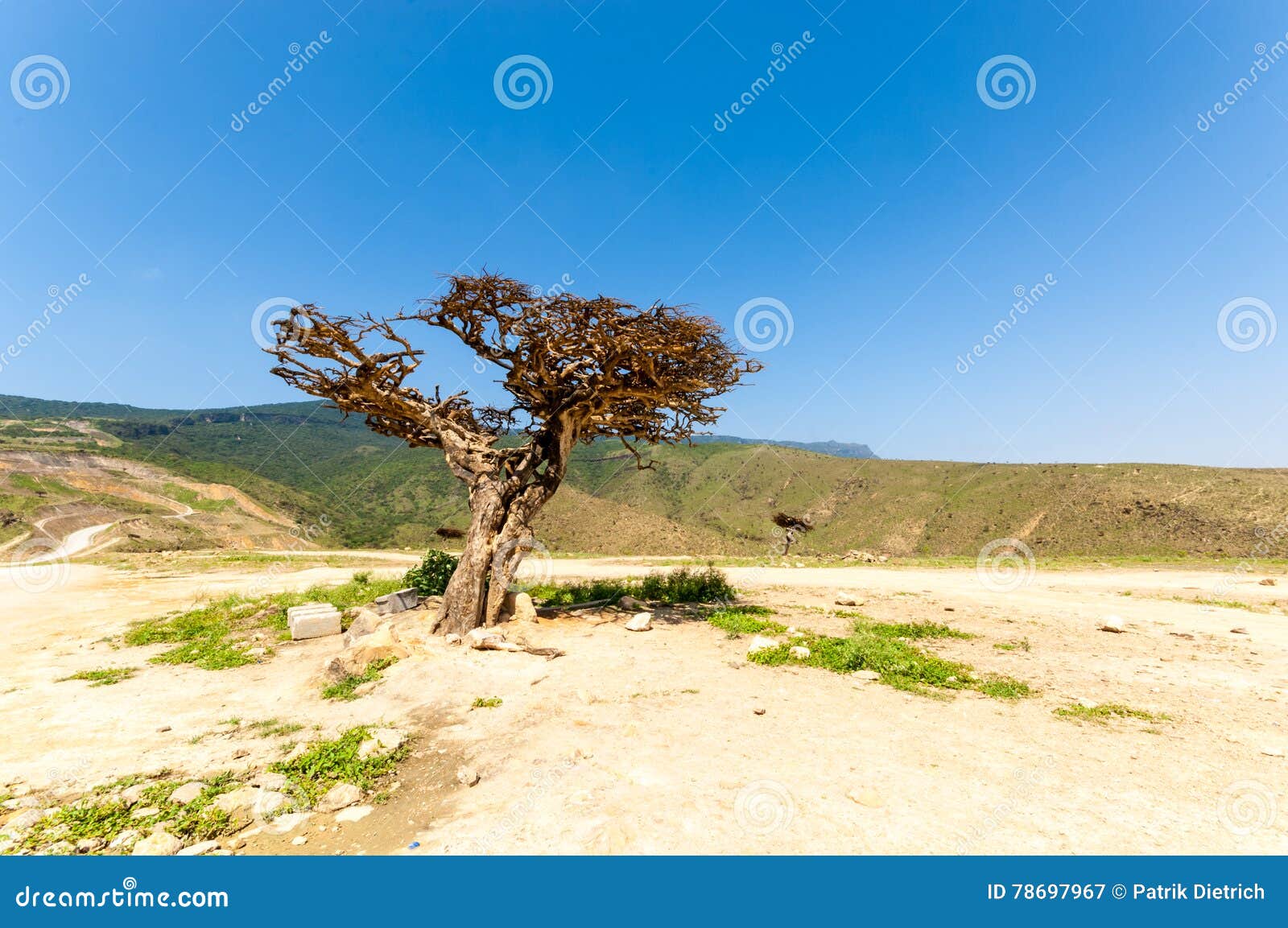 frankincense tree in salalah, dhofar, oman