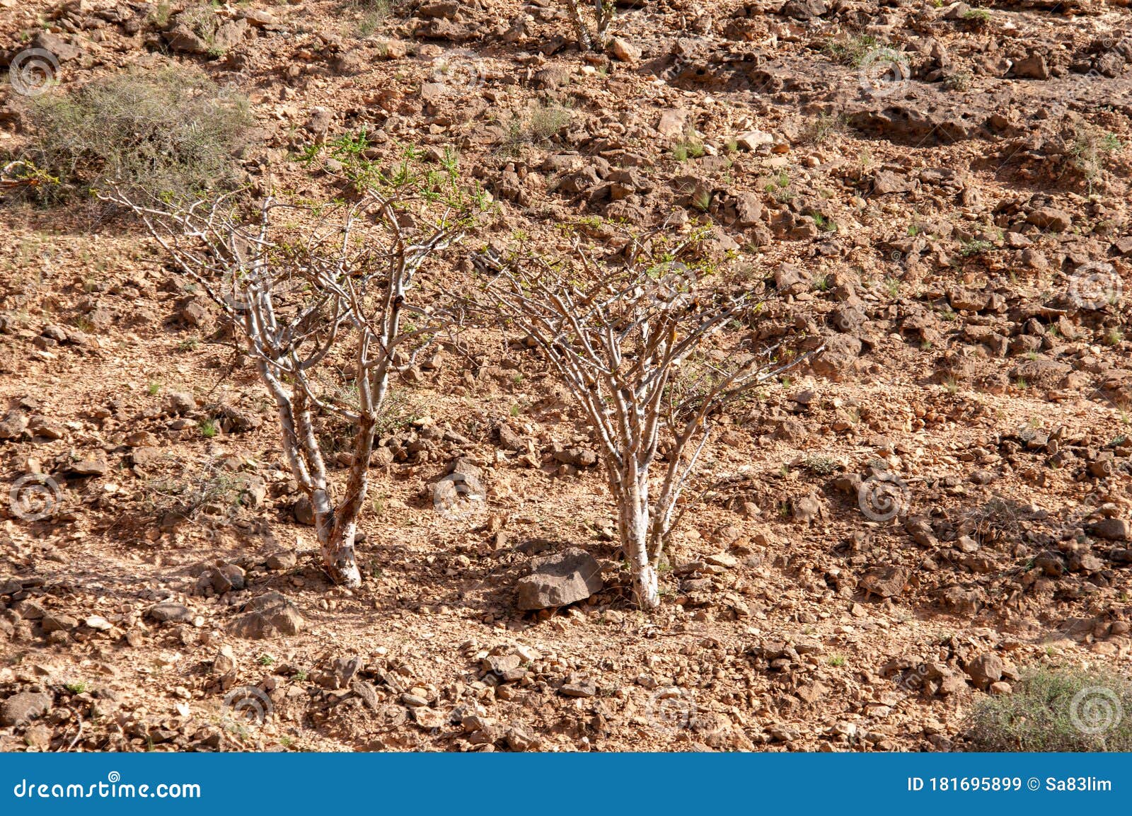 The Frankincense Trees of Wadi Dawkah, Oman Stock Image - Image of rori