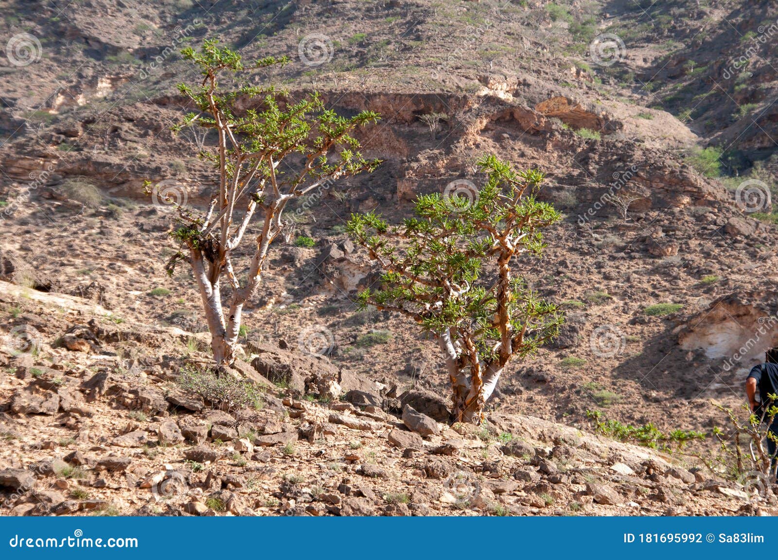 The Frankincense Trees of Wadi Dawkah, Oman Stock Photo - Image of rori