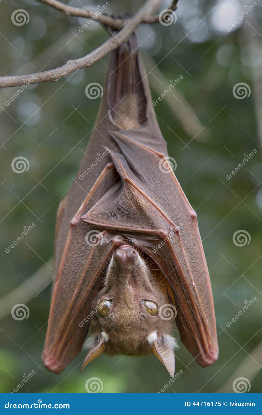 franquet's epauletted fruit bat (epomops franqueti) hanging in a tree.