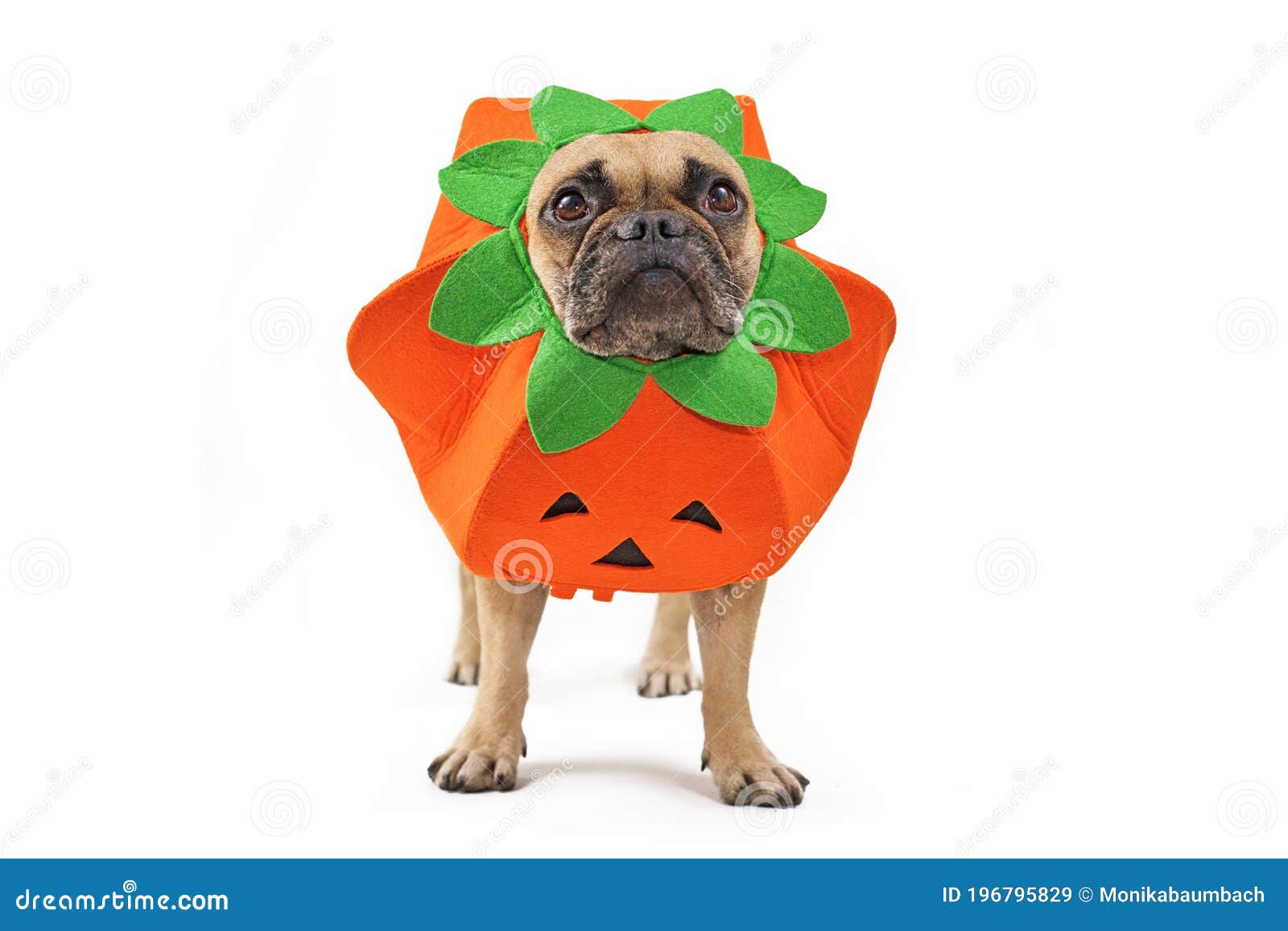 Hoge blootstelling Reis Demon Franse Hond Bulldog Verkleed Met Grappig Pompoen Halloween-kostuum  Geïsoleerd Op Witte Achtergrond Stock Afbeelding - Image of humoristisch,  humeur: 196795829