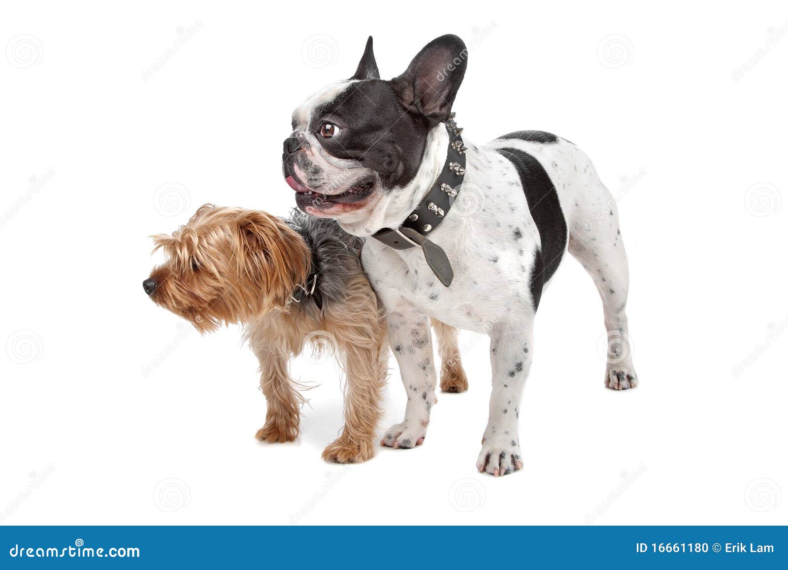 Bulldogge mix französische bullterrier Mischlingshunde online