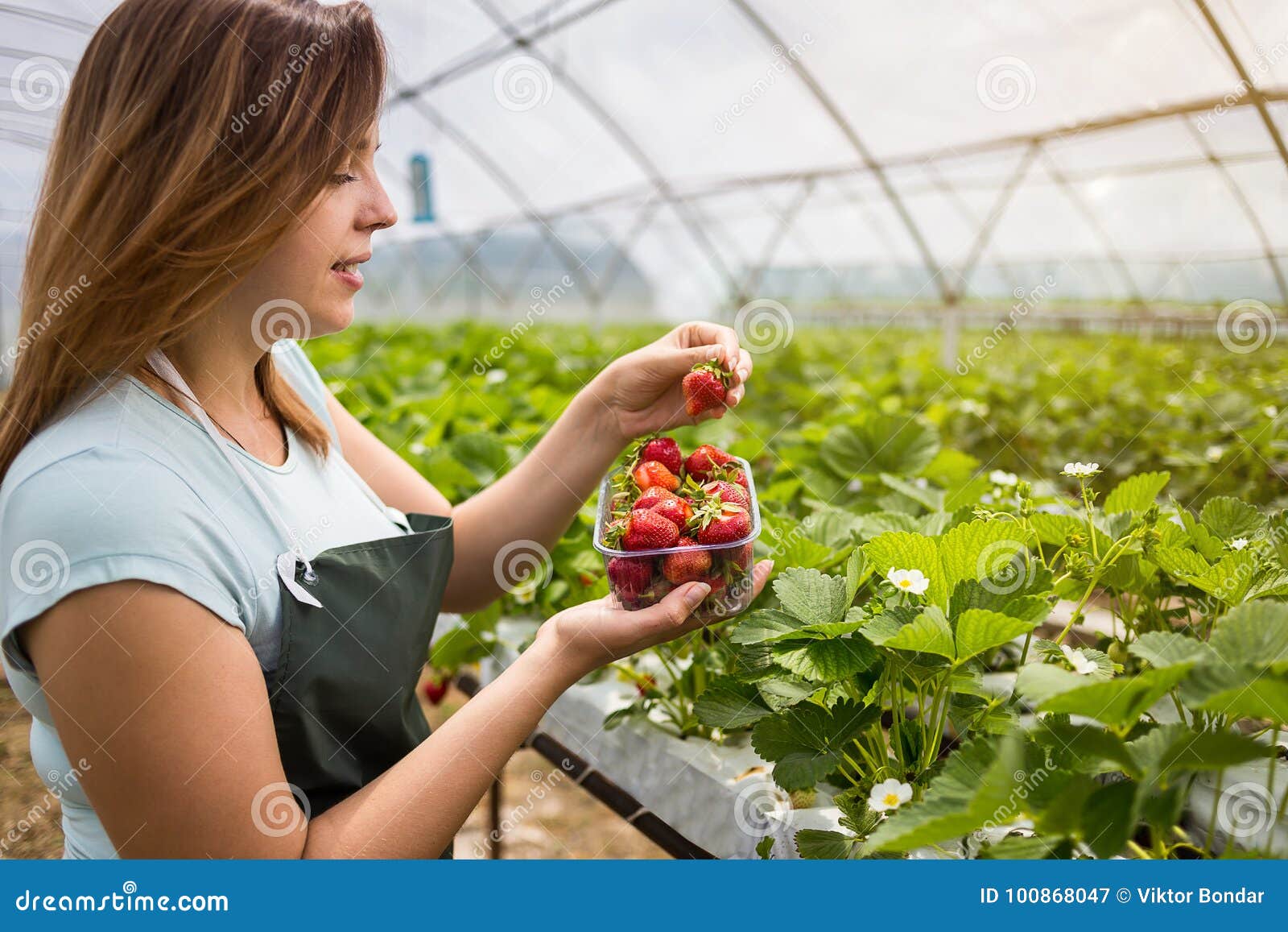 Frau, die eine saftige gebissene Erdbeere in die Kamera, strawber hält. Frau, die eine saftige gebissene Erdbeere in die Kamera, Erdbeere im Arm hält Frau, die Erdbeere in den Händen im Gewächshaus, weibliche Hand hält Erdbeere auf unscharfem Hintergrund, Erdbeererntekonzept hält