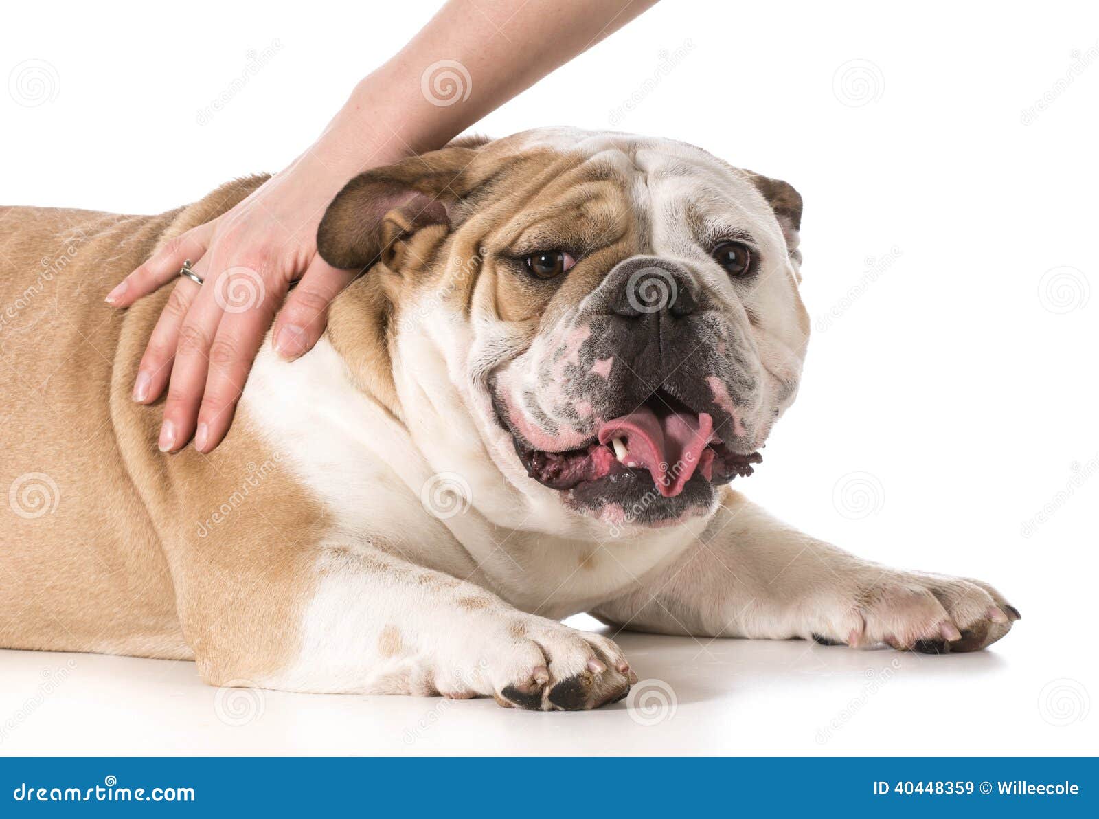 Frau, Die Ihren Hund Streichelt Stockbild Bild von welpe, glücklich