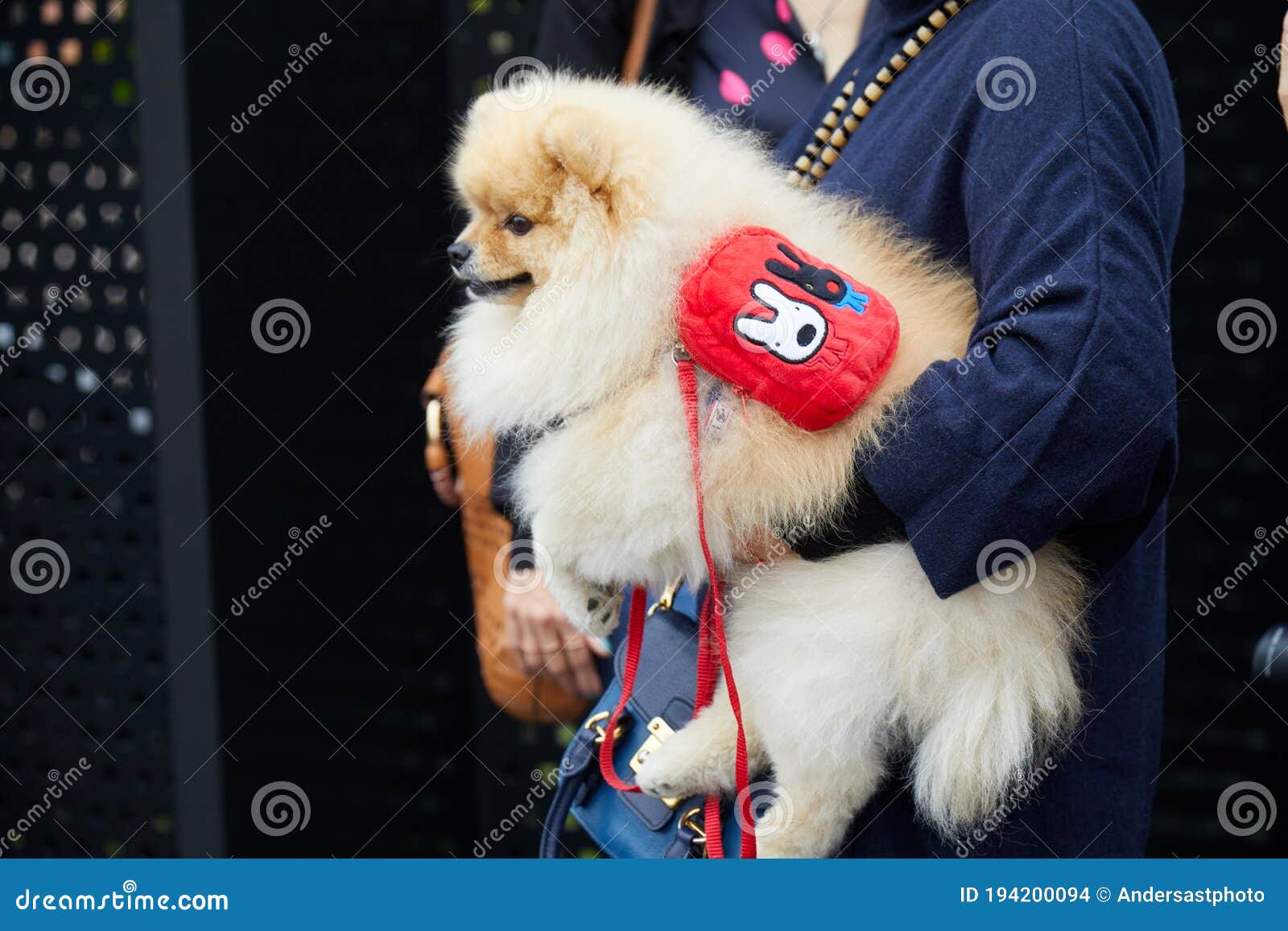 Frau Mit Pomeranian Hund Mit Rotem Rucksack Vor Gucci-Modeschaumailand-Modewoche Stockbild - Bild von jacke, redaktionell: 194200094