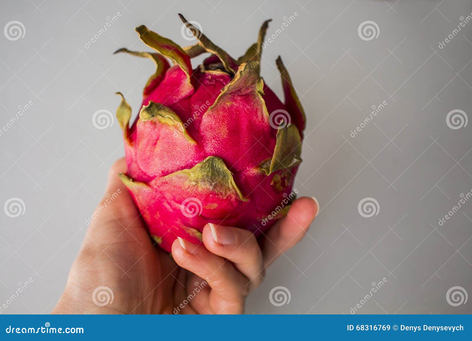 Frau ` s Hand, die exotische Drachefrucht lokalisiert auf grauem strukturiertem Hintergrund hält. Frau ` s Hand, die exotische Drachefrucht hält (Hylocereus monacanthus, Pitahaya, Pitaya) lokalisiert auf grauem strukturiertem Hintergrund Helles rotes Veilchen enthäutete Frucht mit violettem Fleisch Gesunde Nahrung Künstlerische Retusche