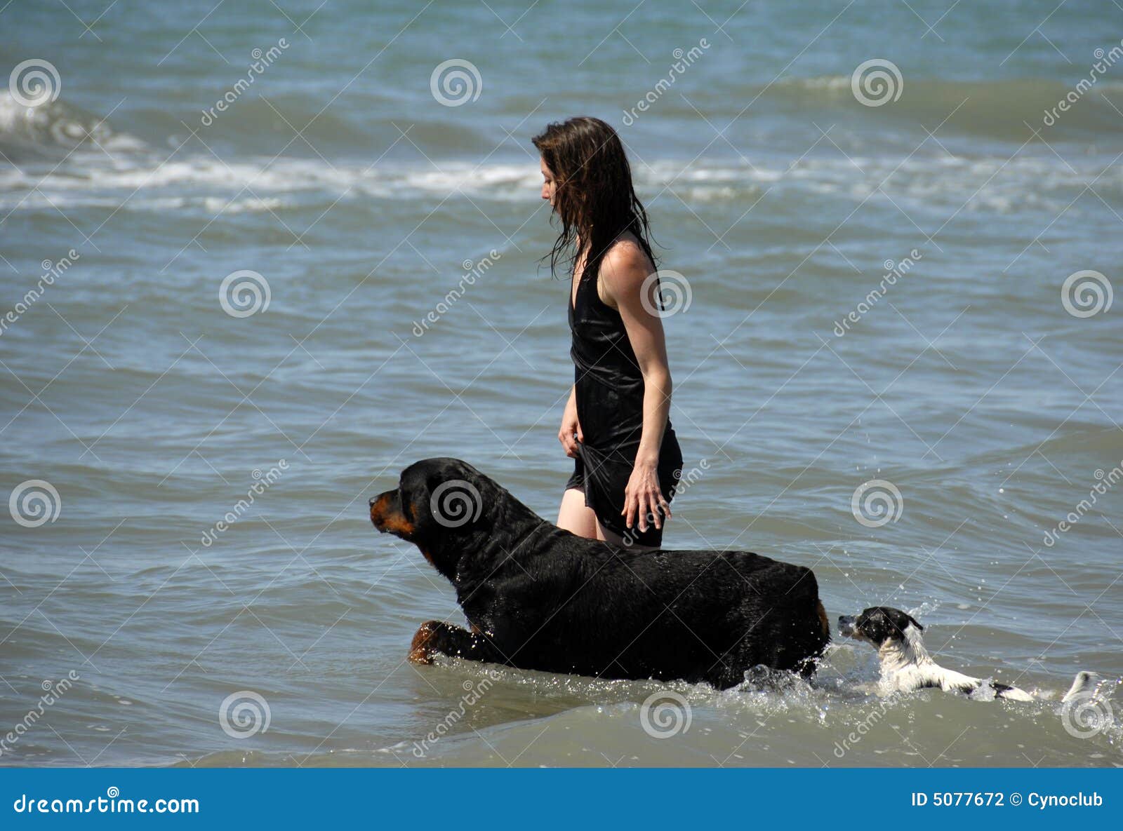 Frau Und Hunde Auf Dem Meer Stockfoto Bild von abdeckung, freund 5077672