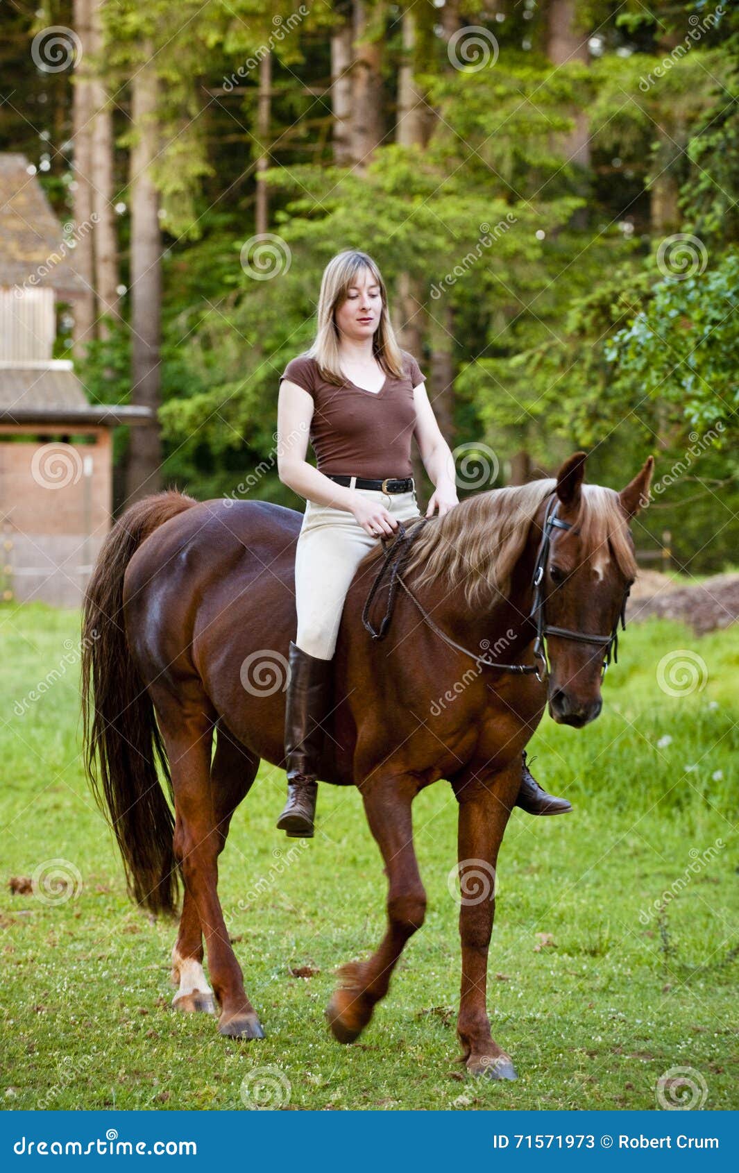 Frauenreiten Ihr Pferd Ohne Sattel Stockbild Bild Von Landschaft Reiterin 71571973 