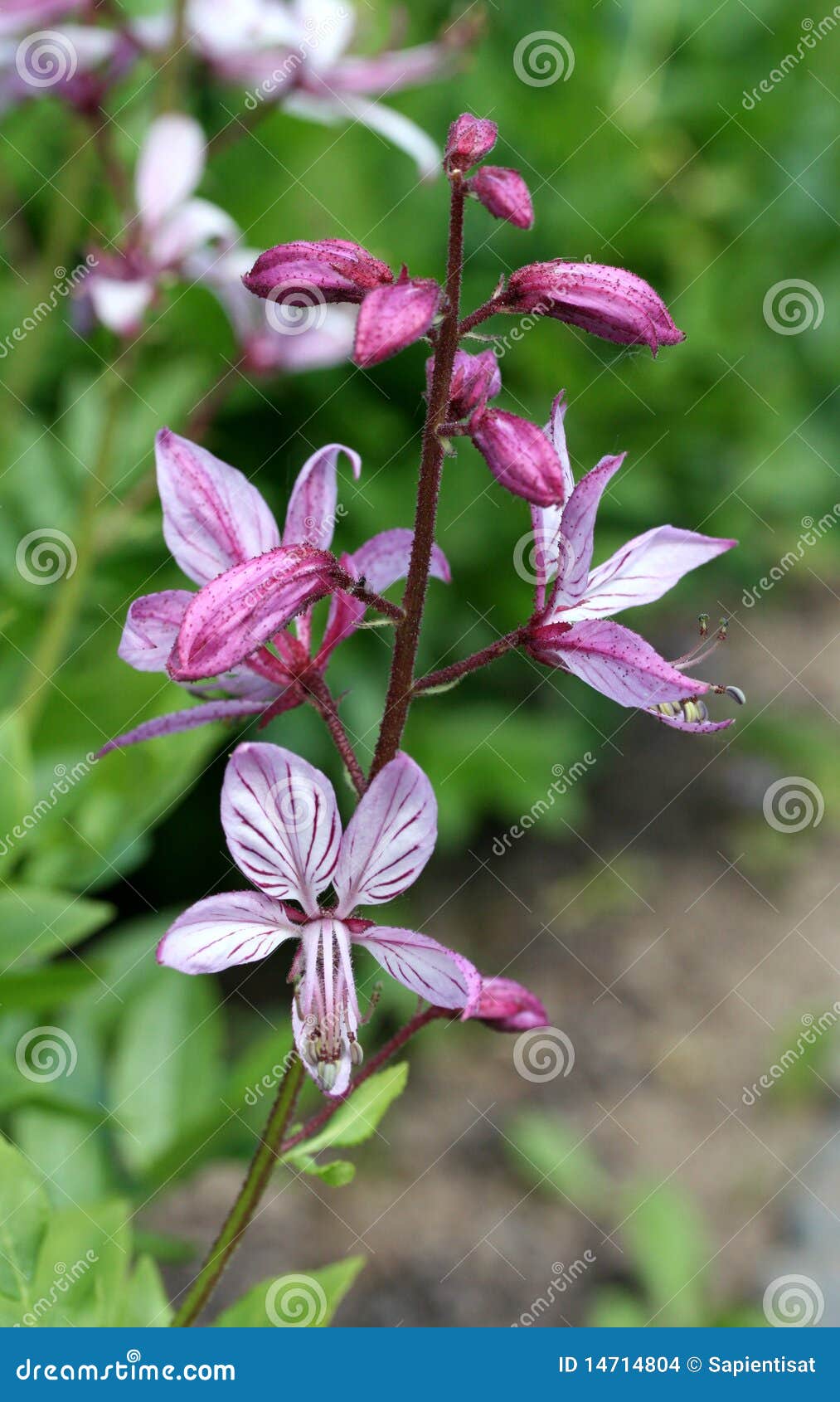 στενό fraxinella λουλουδιών dictamnus albus επάνω
