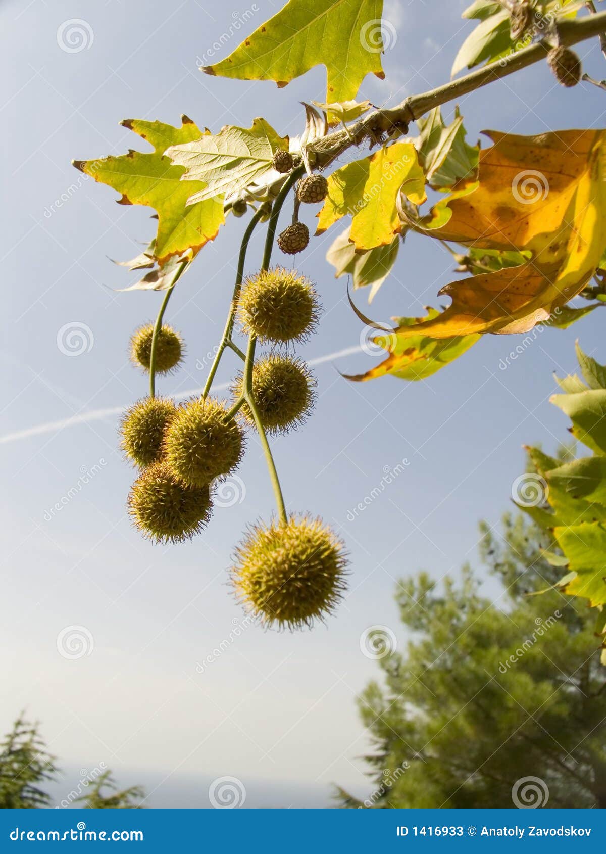 freakish prickly round fruits