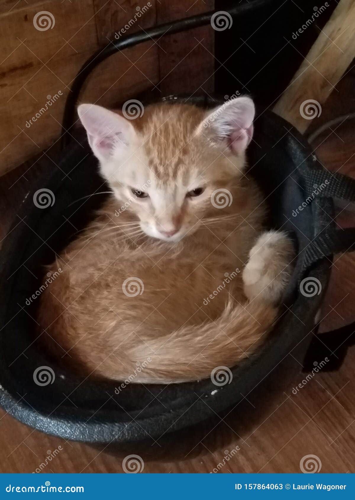 Fred in a Helmet stock image. Image of cute, orange 157864063