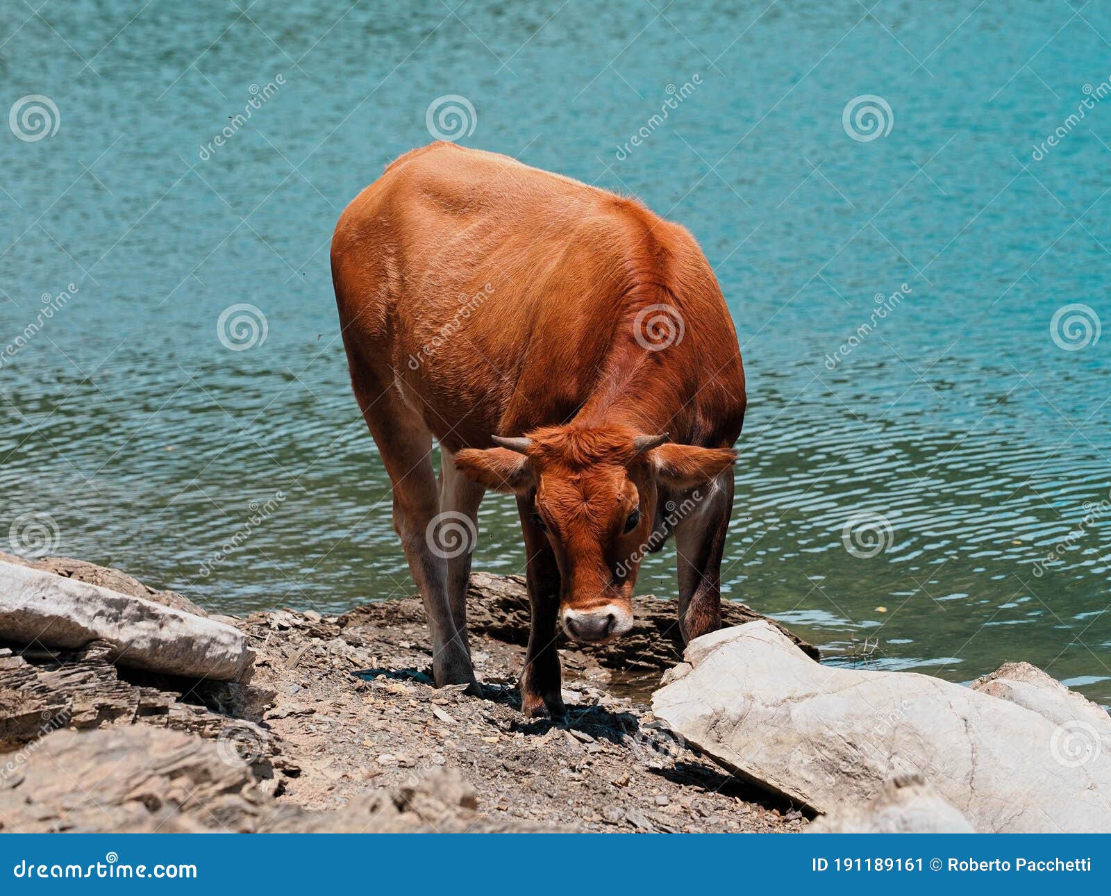 free cow in giacopiane lake