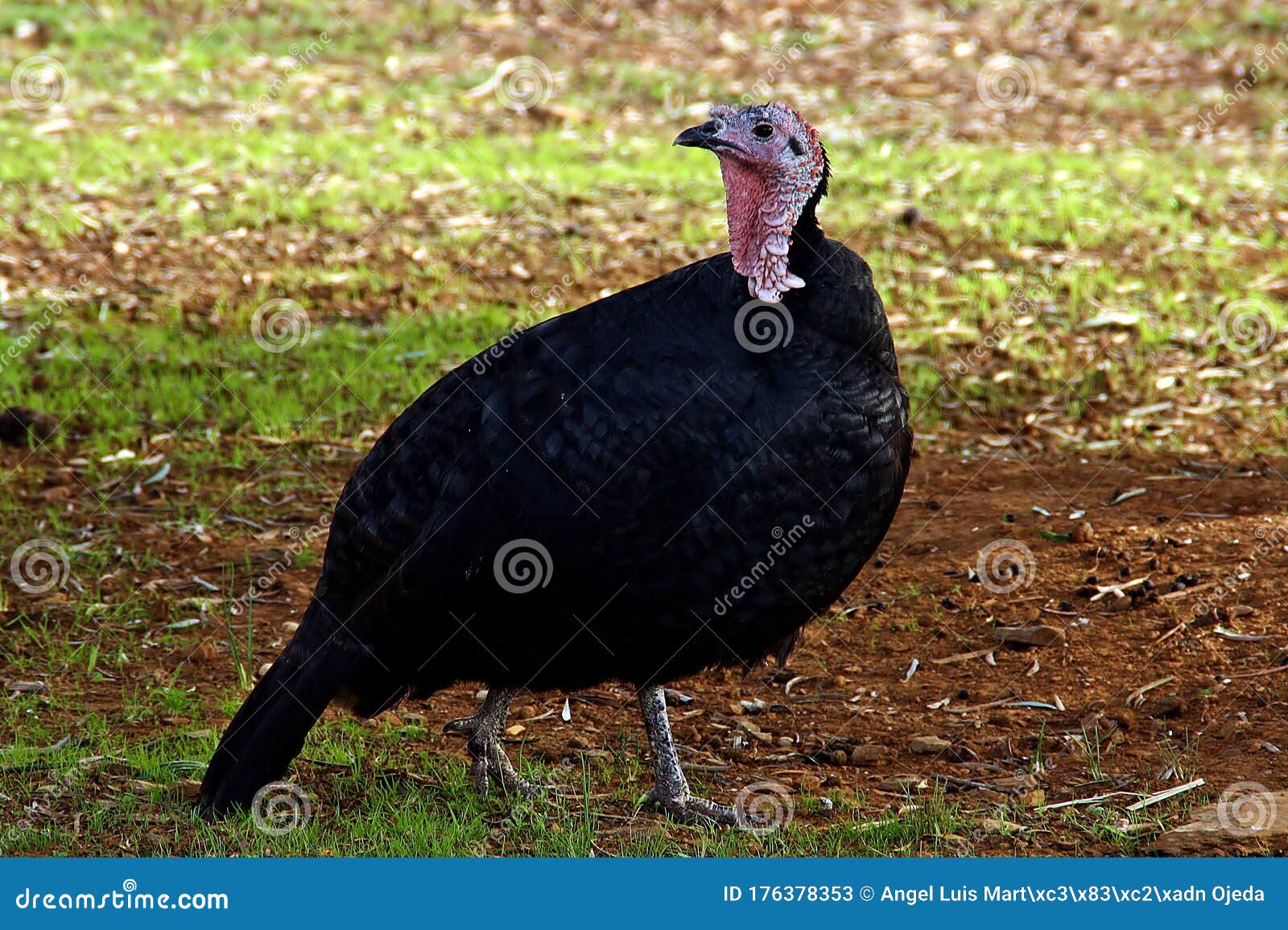 female of domestic turkey meleagris gallopavo.