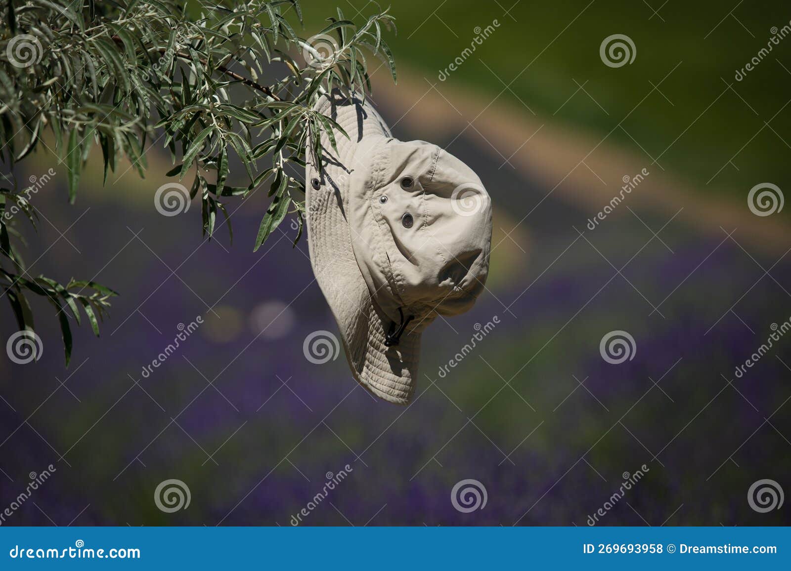 free-floating gray-leaved hat on, a deciduous branch with a lavender field in the background