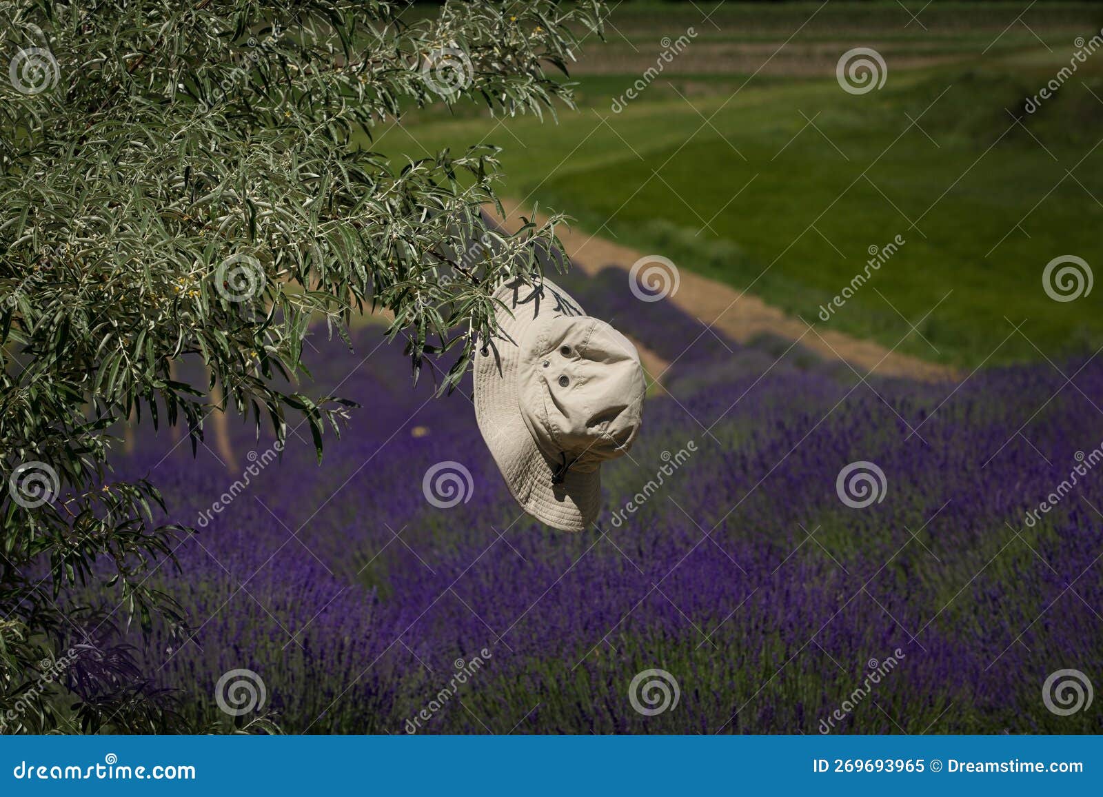 free-floating gray-leaved hat on, a deciduous branch with a lavender field in the background