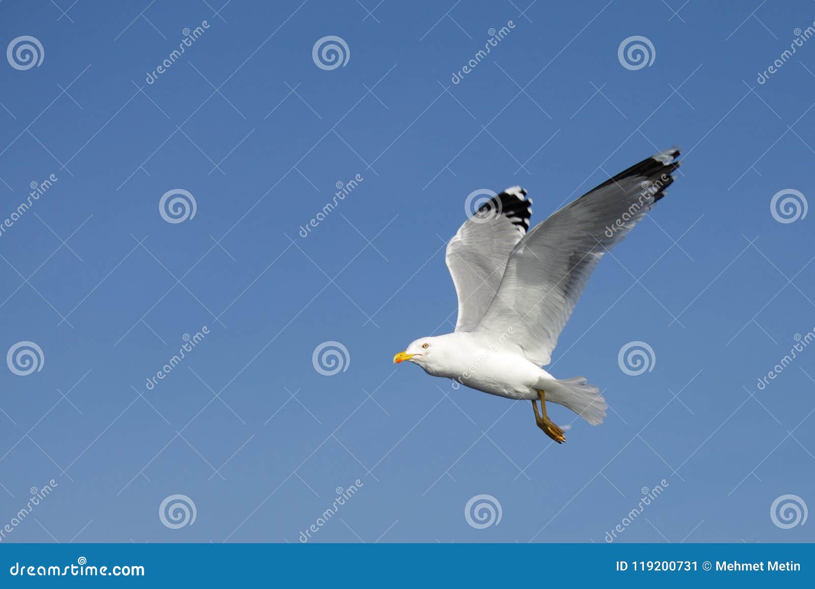 the free flying seagull
