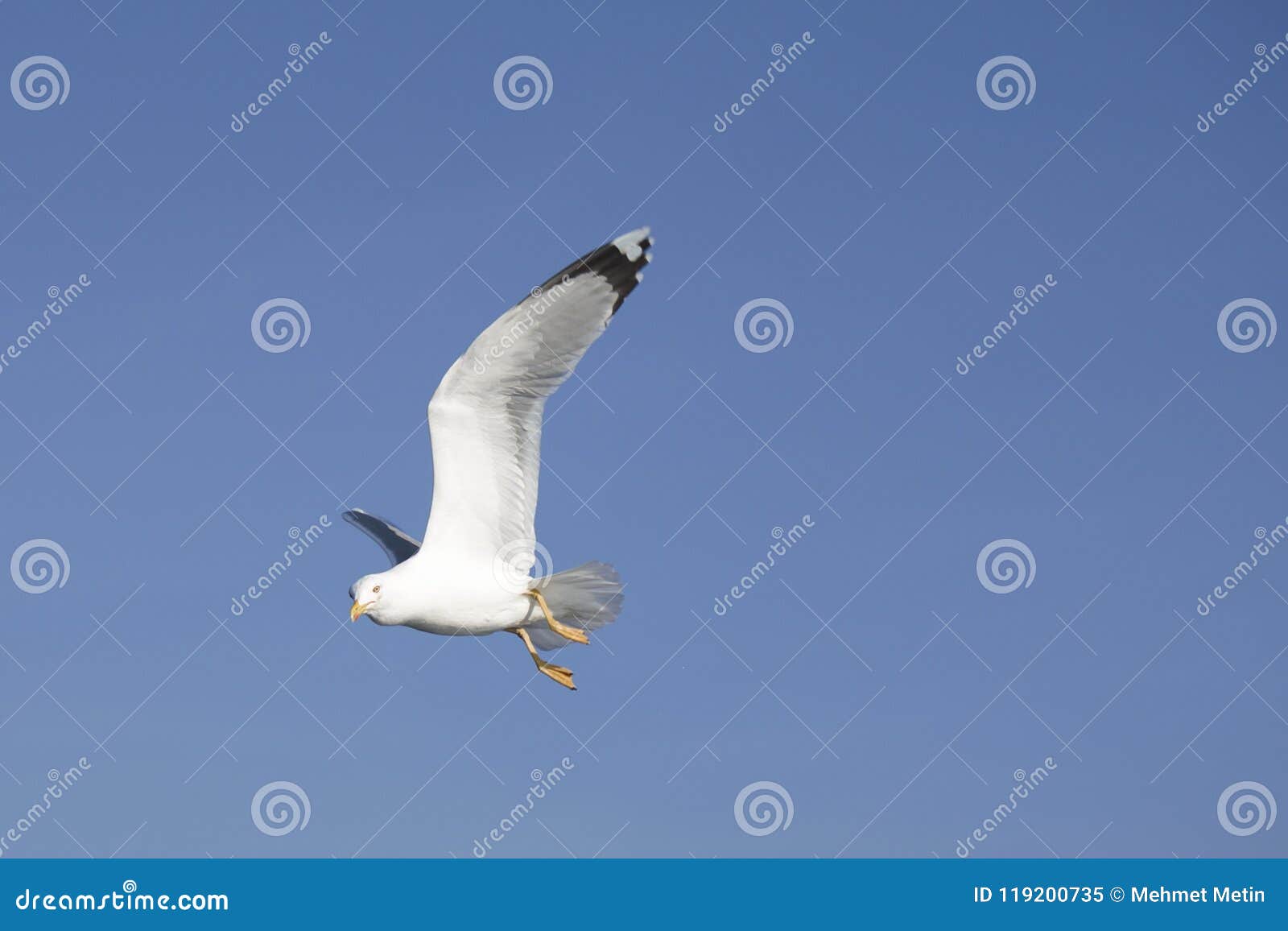 the free flying seagull