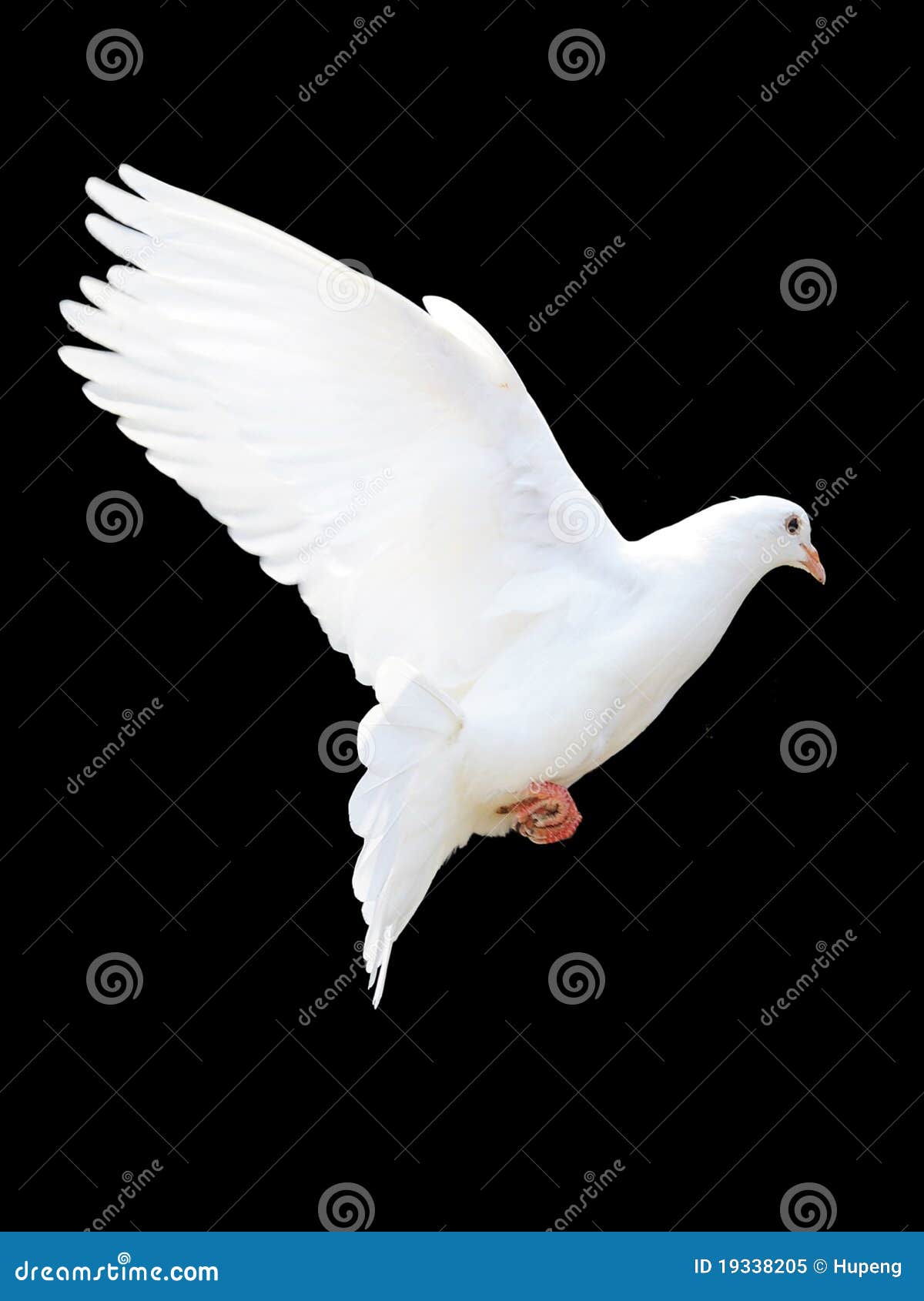 a free flying white dove