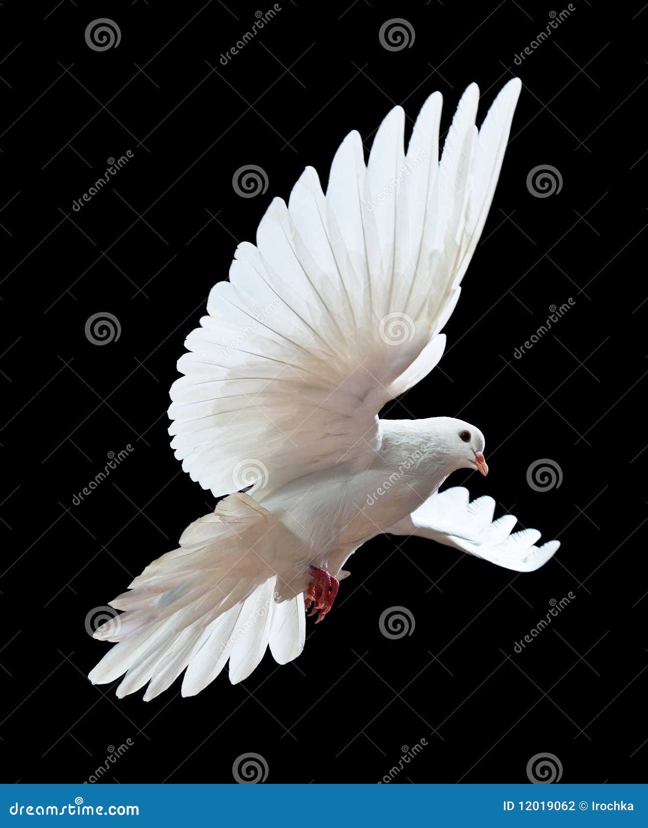 a free flying white dove  on a black