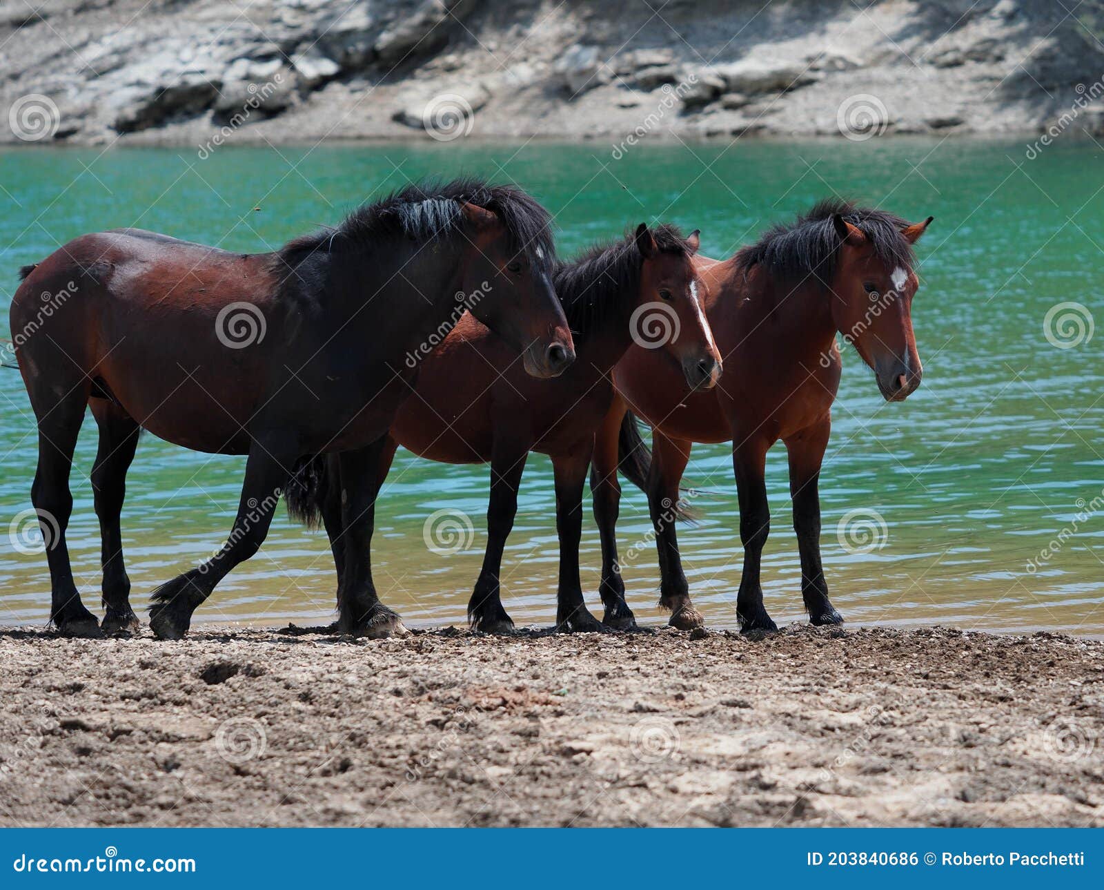a free horse family in giacopiane lake