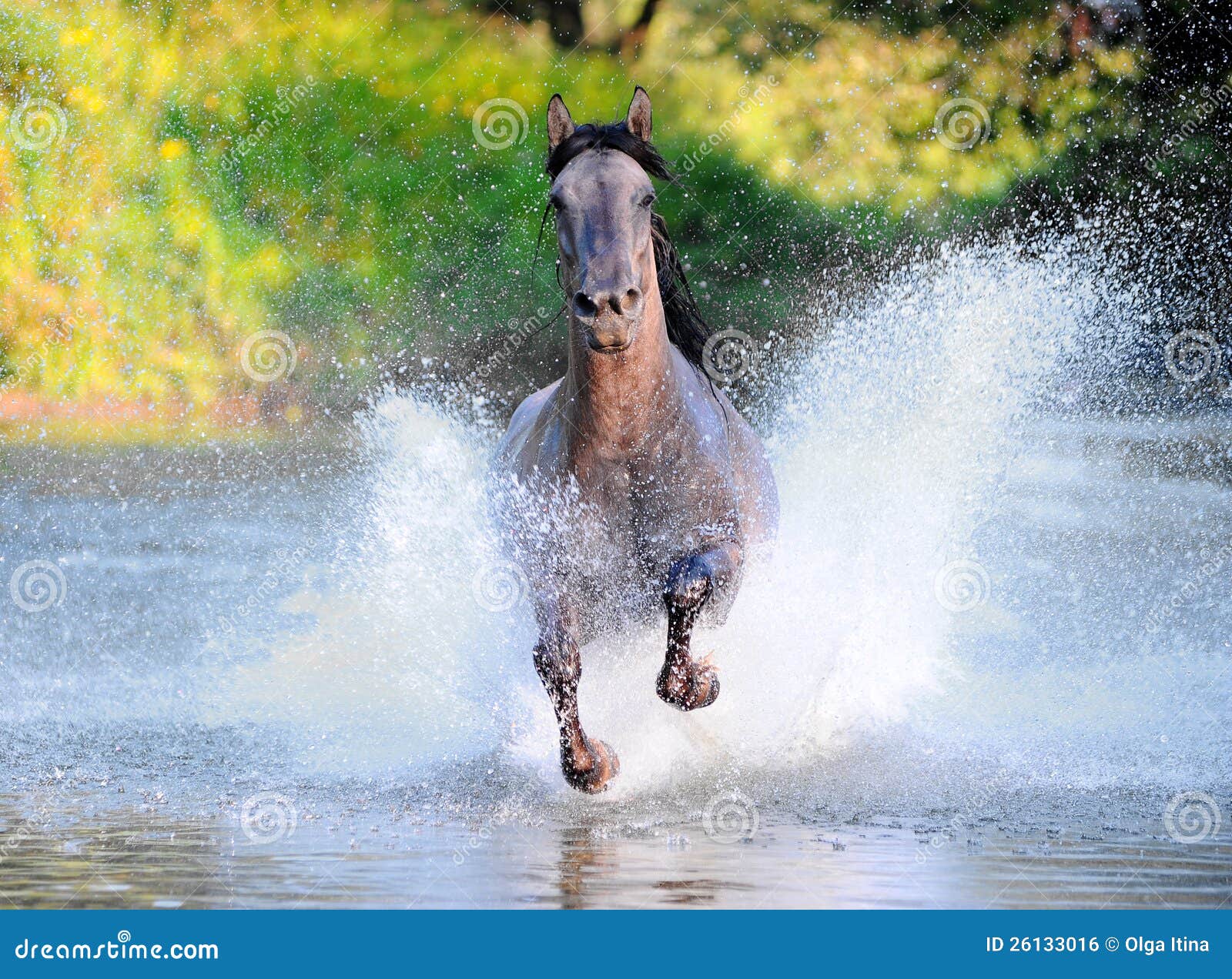 Free Horse Runs Trough the Splashes of Water Stock Photo Image of