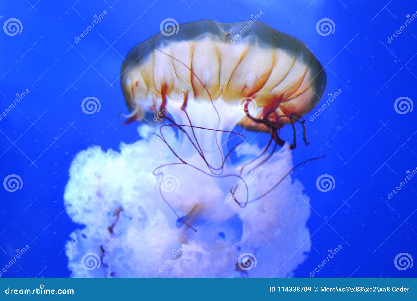 free jellyfish in solitude.
