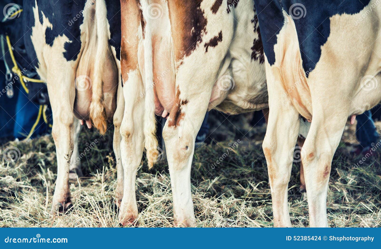 Udders Cow. RoyaltyFree Stock Photography 12561407