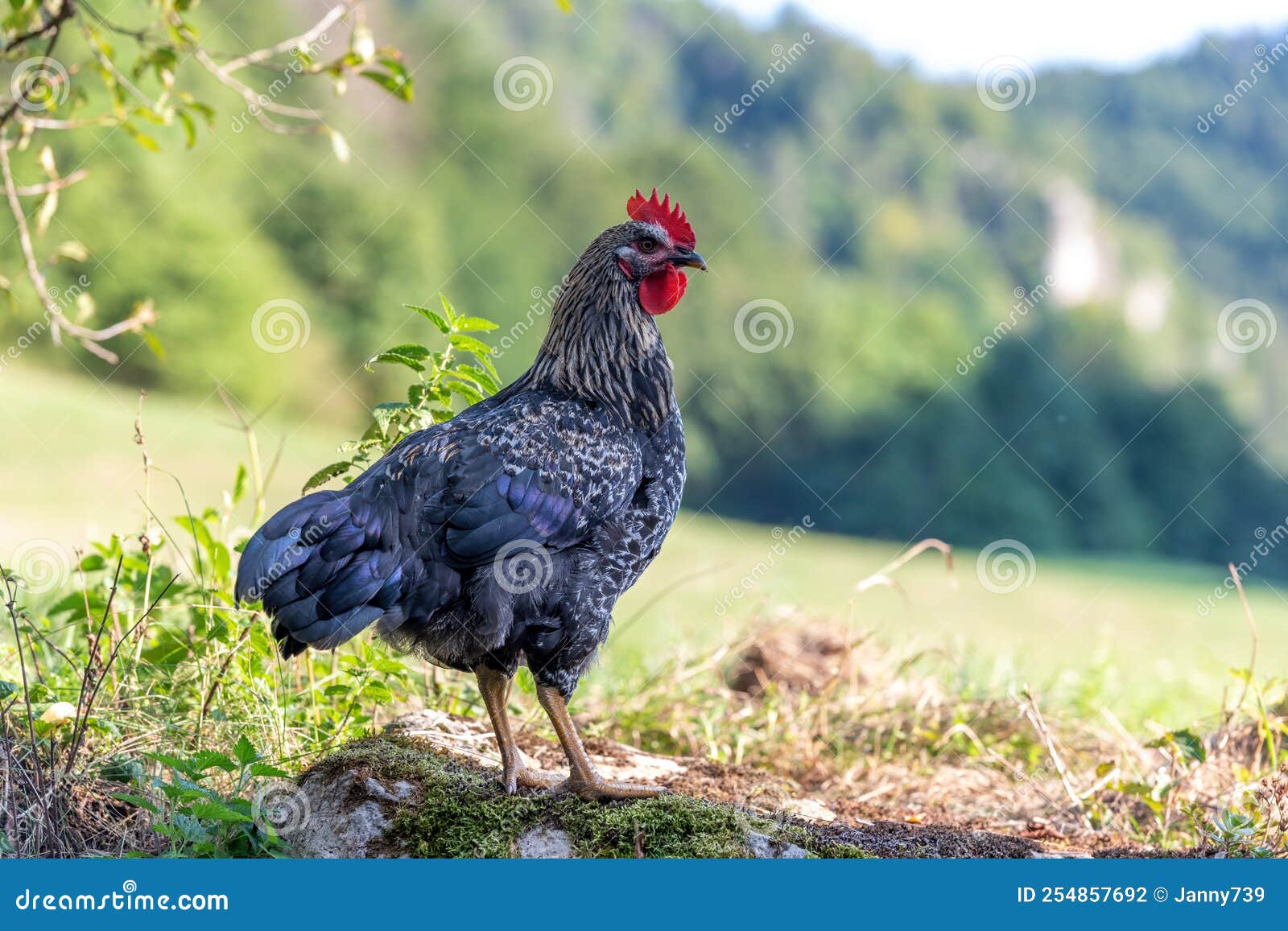 Free Range Chickens on a German Farm in the Summer Stock Photo Image