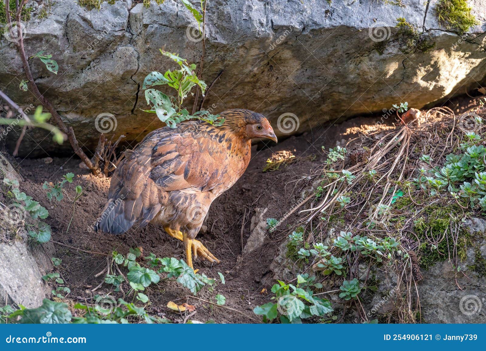 Free Range Chickens on a German Farm in the Summer Stock Image Image