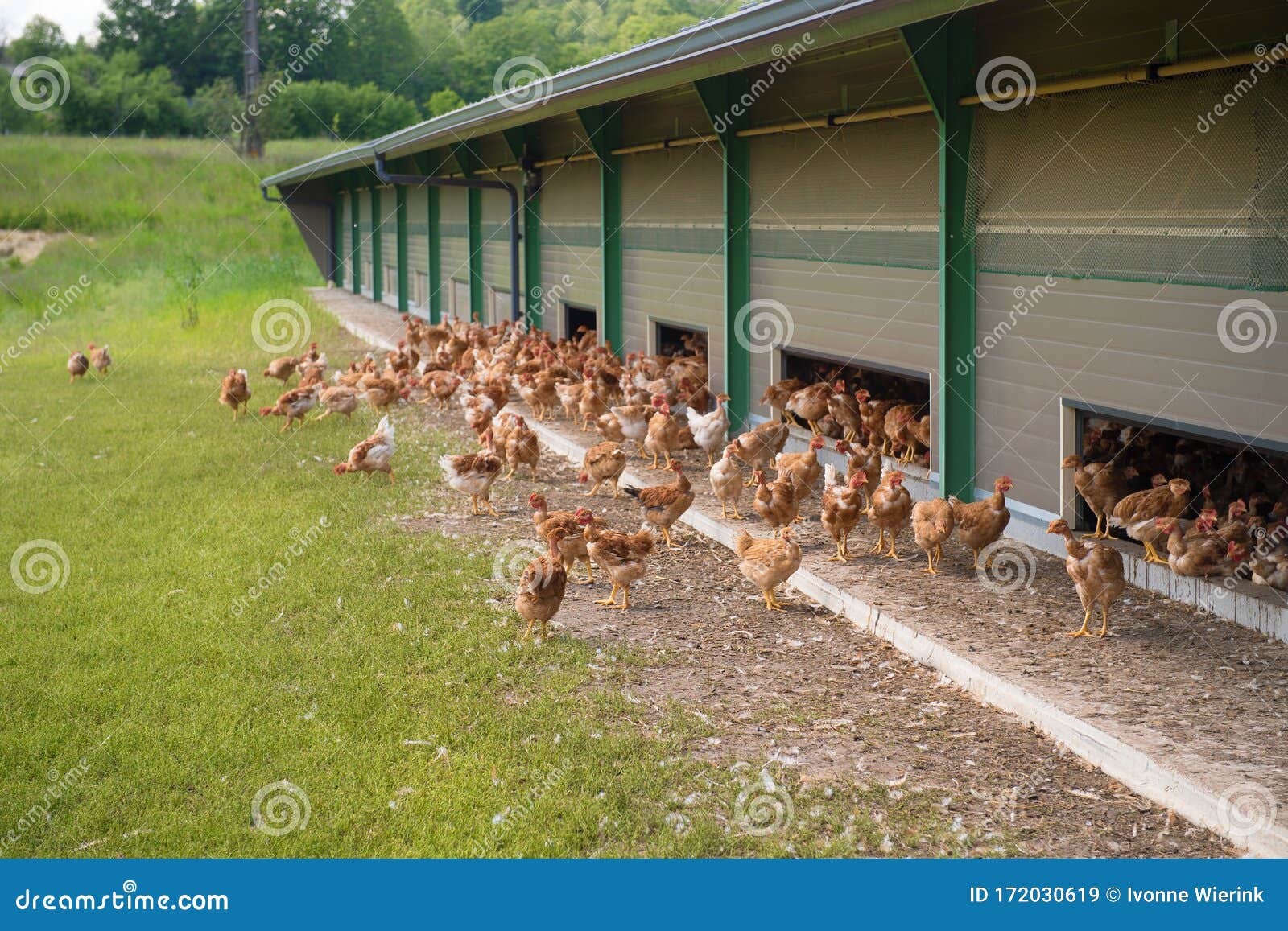 Free Range Chickens Stock Image Image Of Beak Green 172030619 free-range-chickens-stock-image-image-of-beak-green-172030619