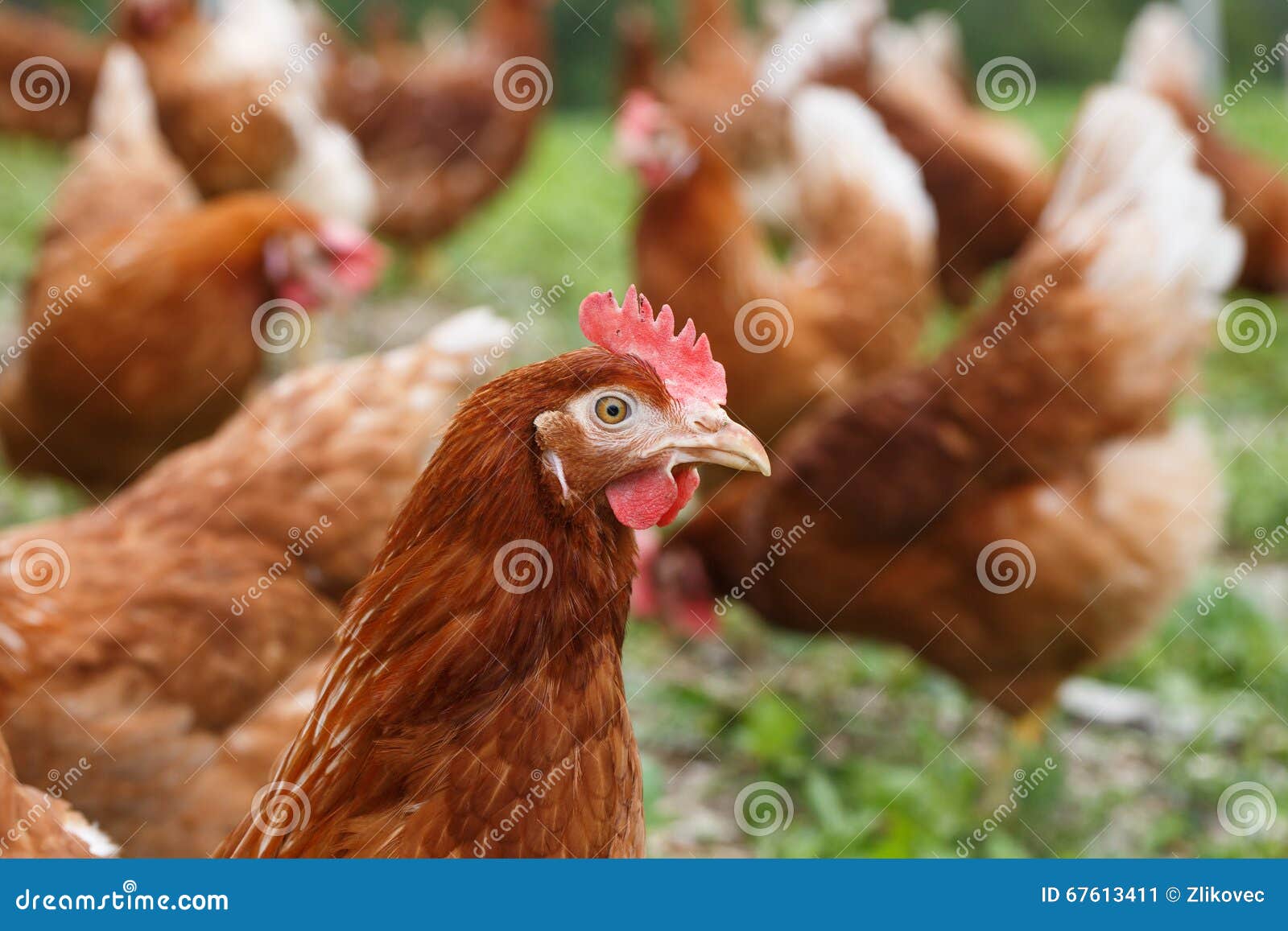 free-range hens (chicken) on an organic farm