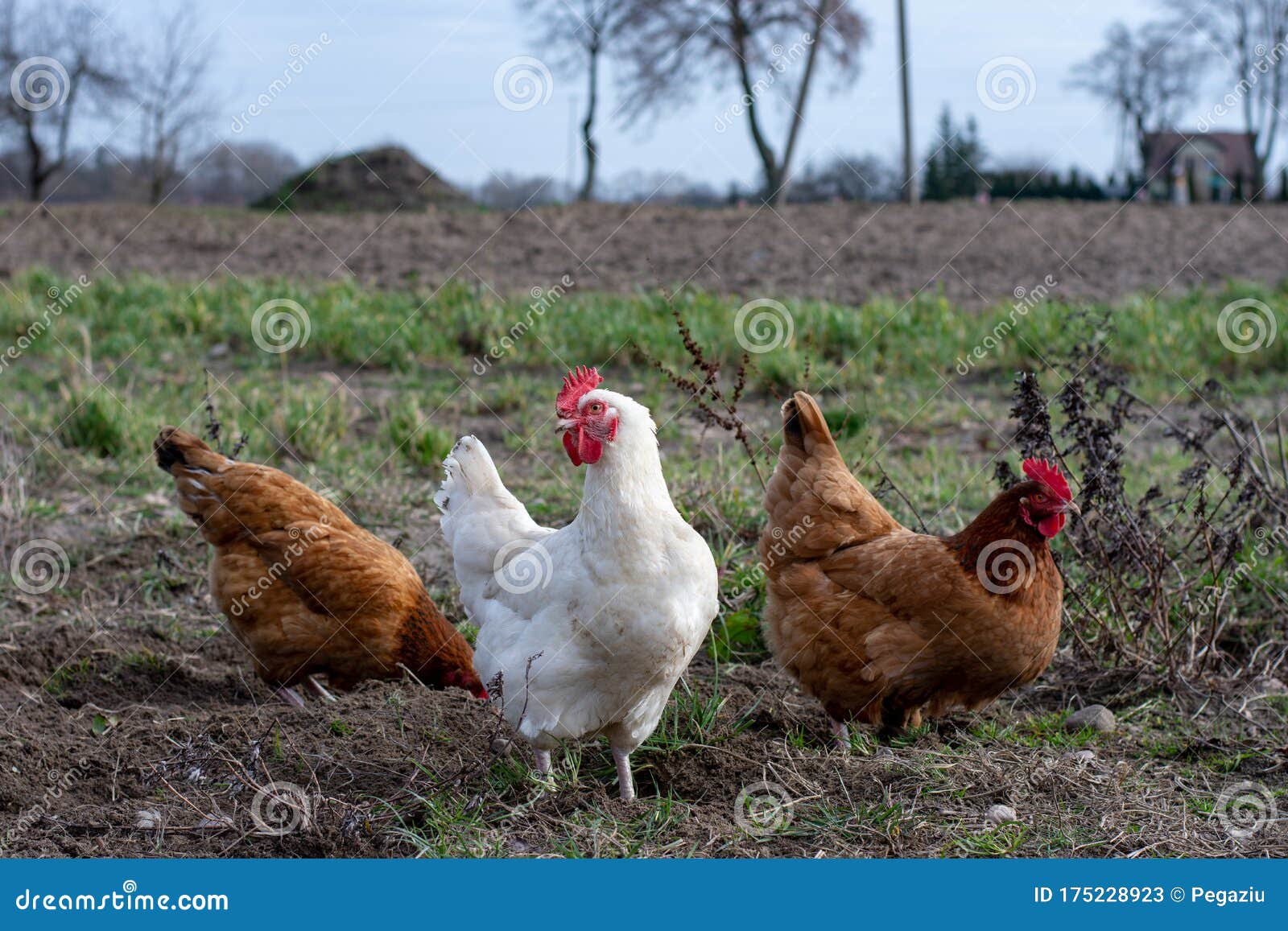 Freerange hens on a farm. stock image. Image of farm 175228923