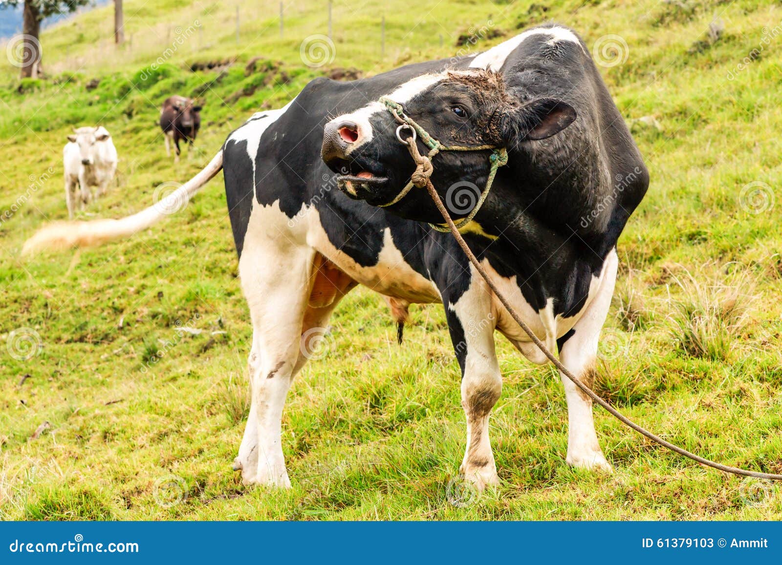 Free Range Holstein Bull stock image. Image of mammal 61379103