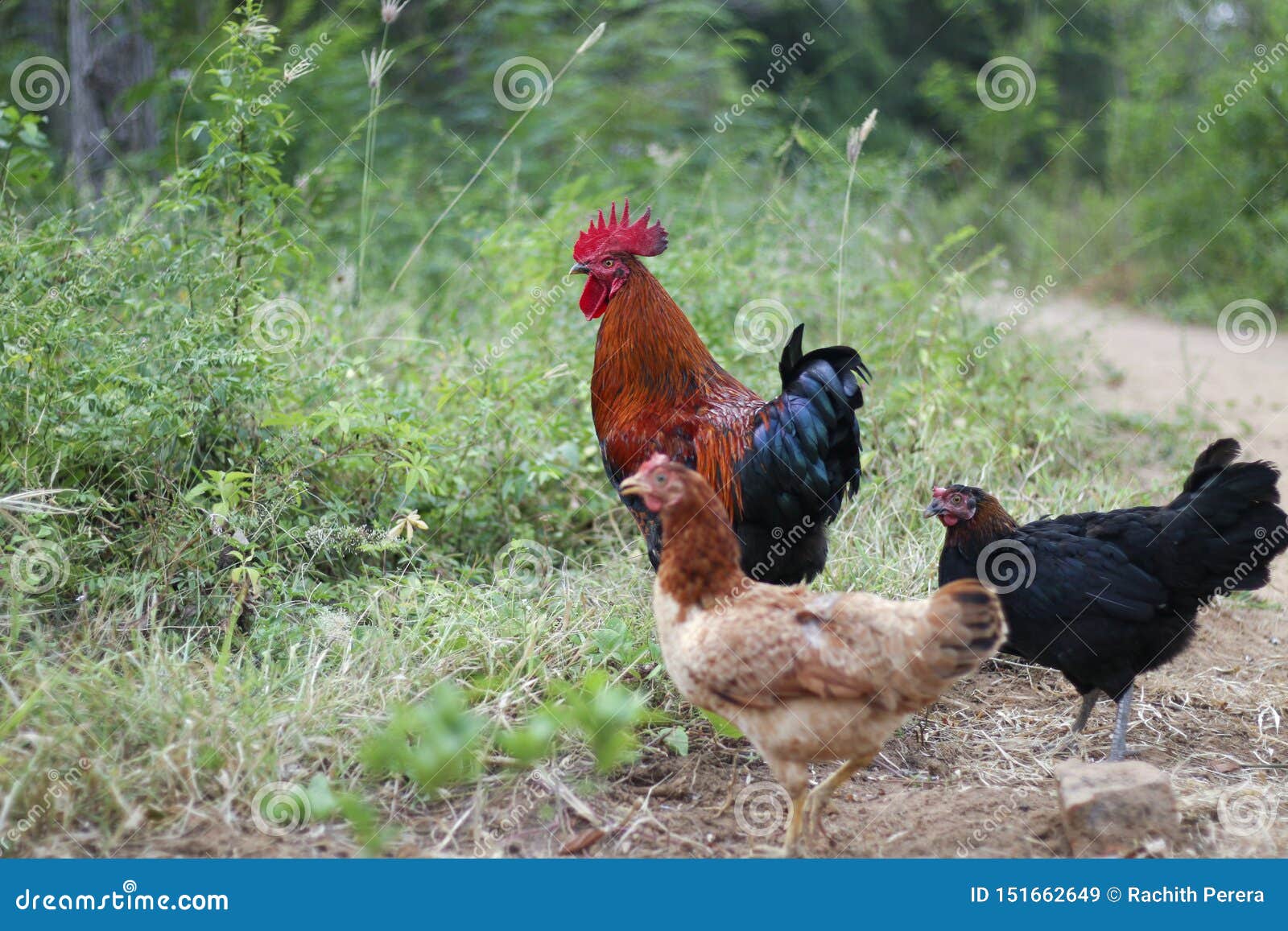 Free Range Poultry Farming in Sri Lanka Stock Image - Image of organic,  birds: 151662649