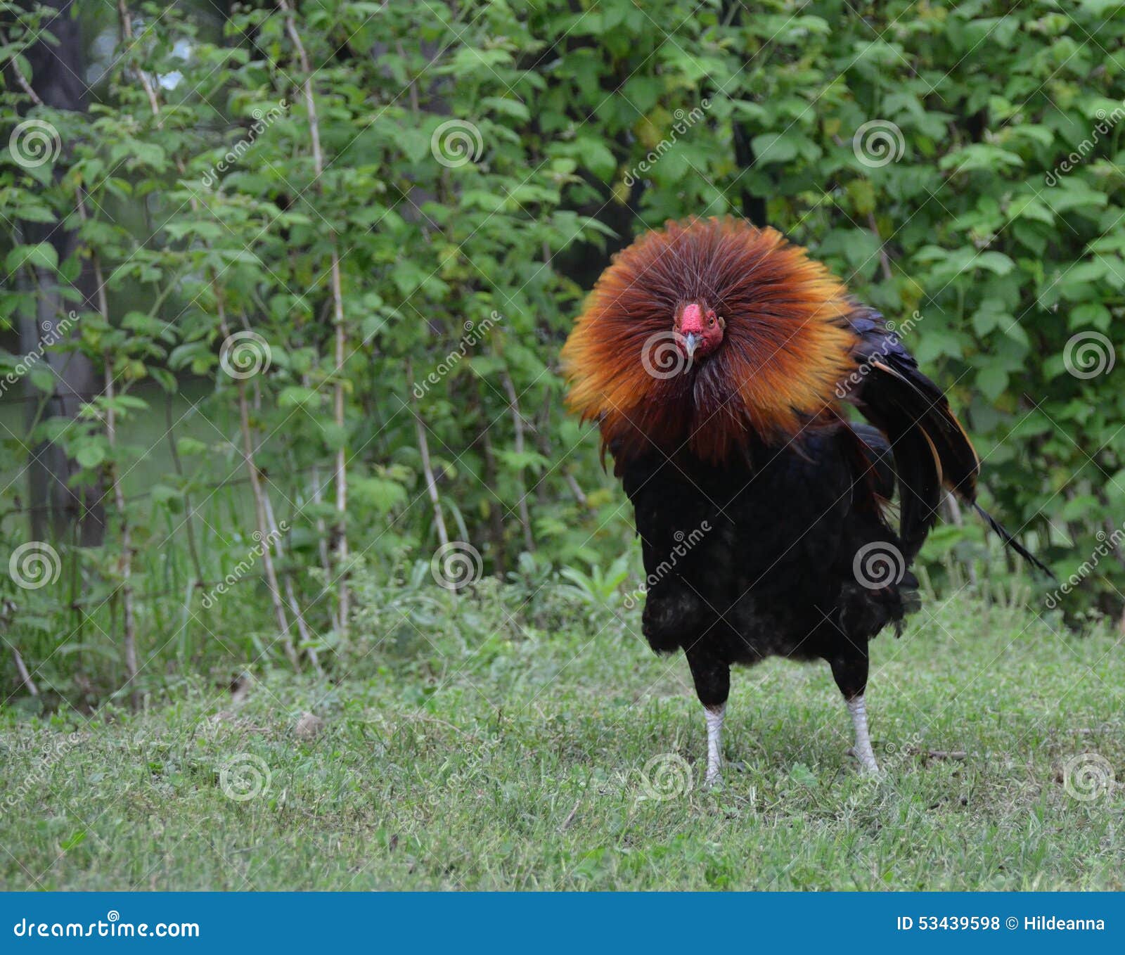 Free Range Rooster, Puffing Out His Head Feathers Stock Photo Image