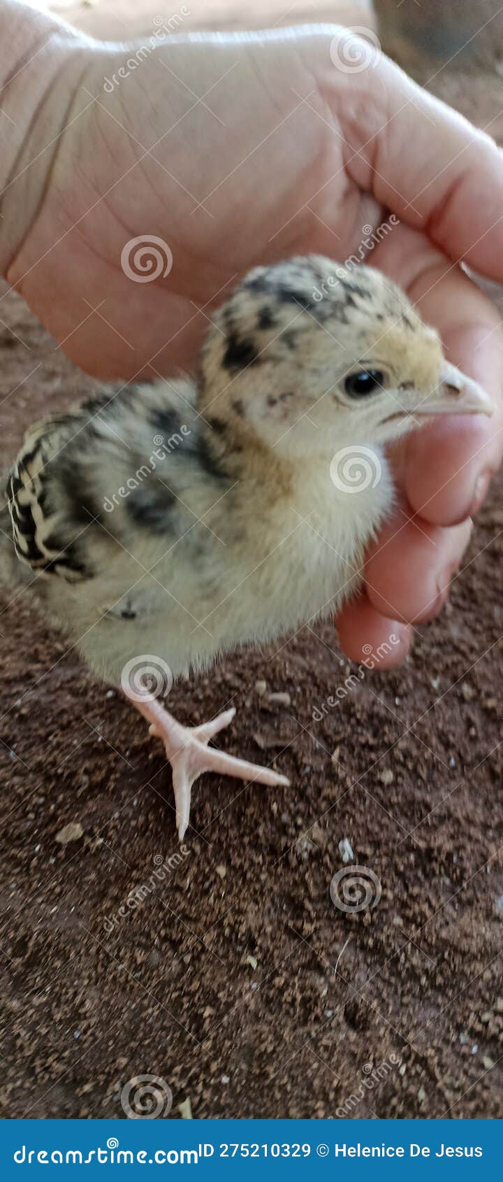 Freerange Turkey Chick Resting. Stock Image Image of wildlife, bird